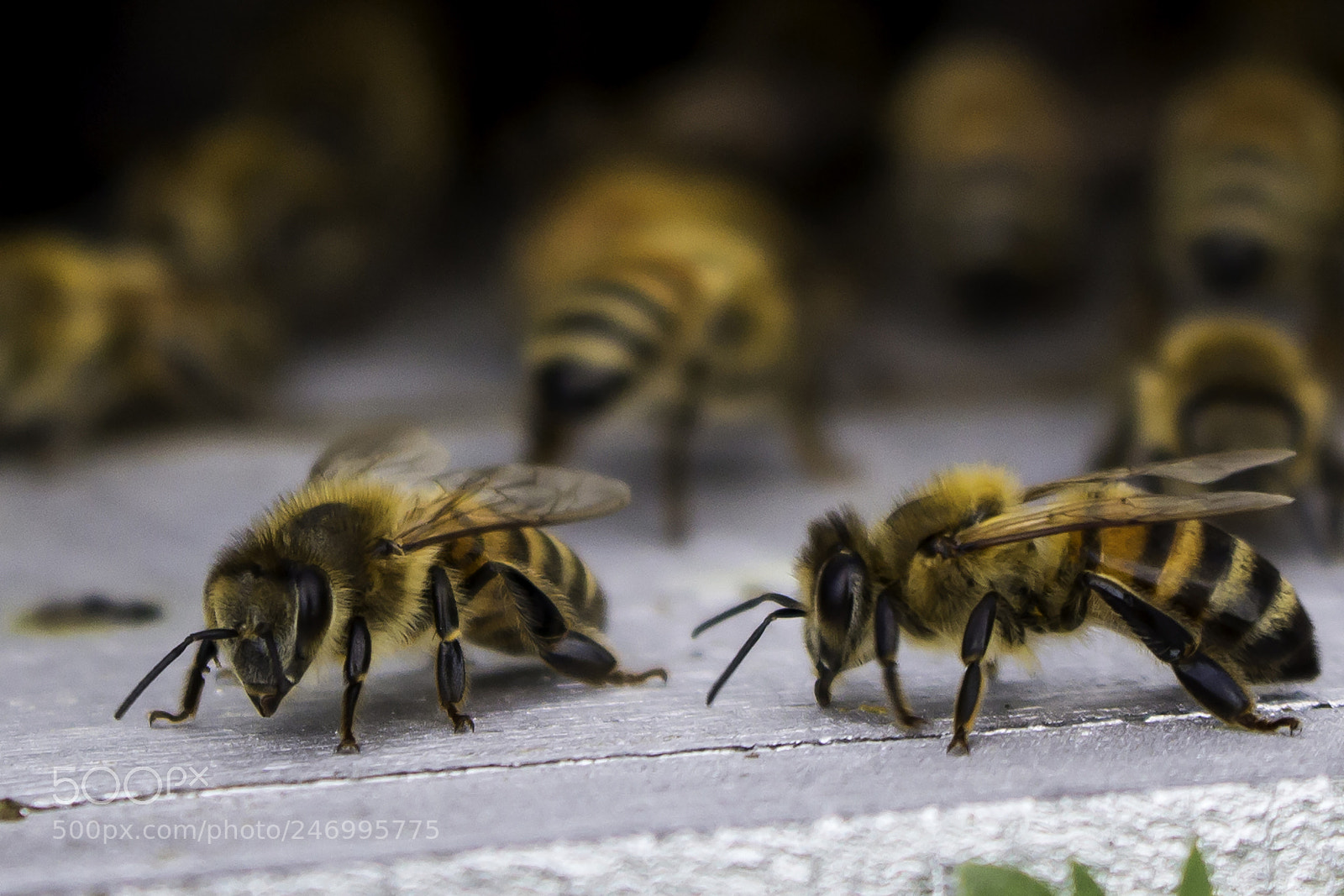 Canon EOS 700D (EOS Rebel T5i / EOS Kiss X7i) sample photo. Bee talk photography
