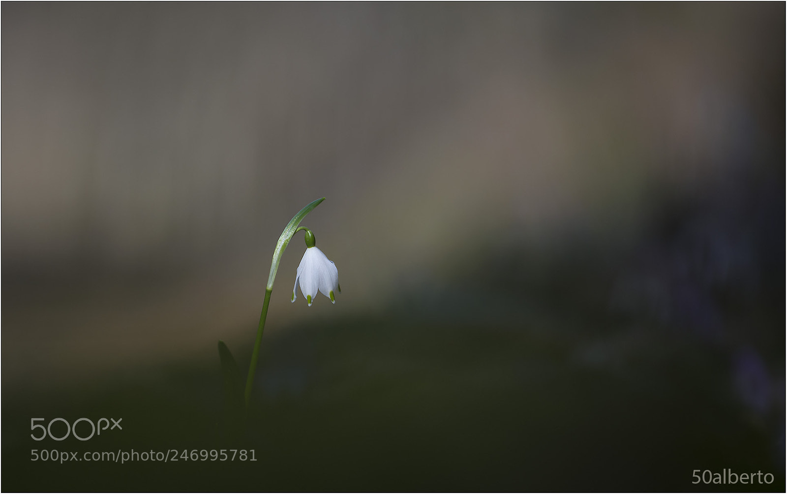 Nikon D610 sample photo. Leucojum vernum photography