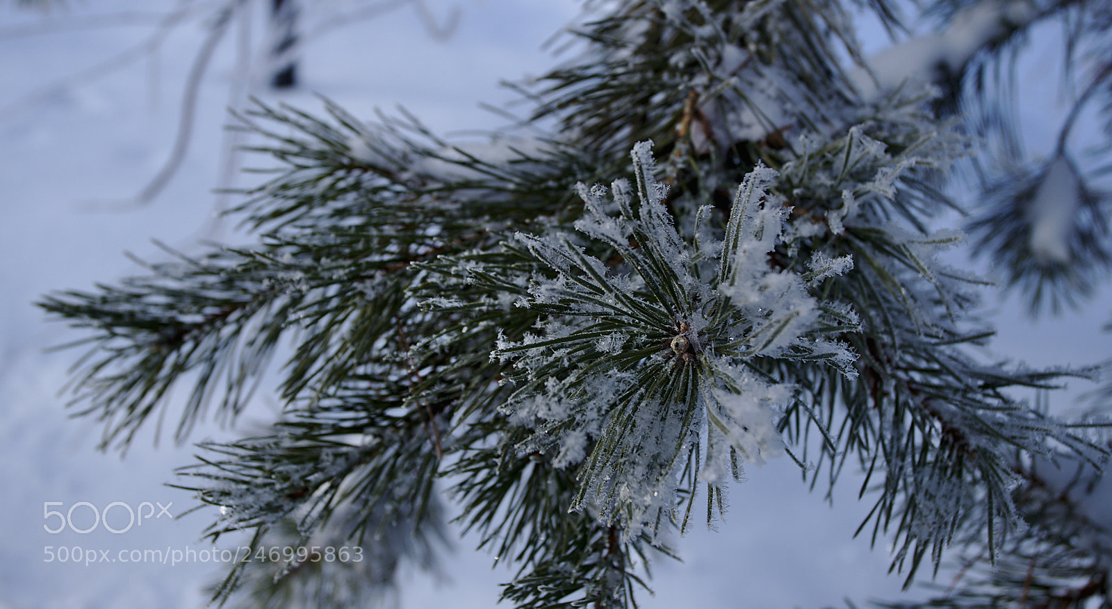 Canon EOS 6D Mark II sample photo. Snowflakes photography