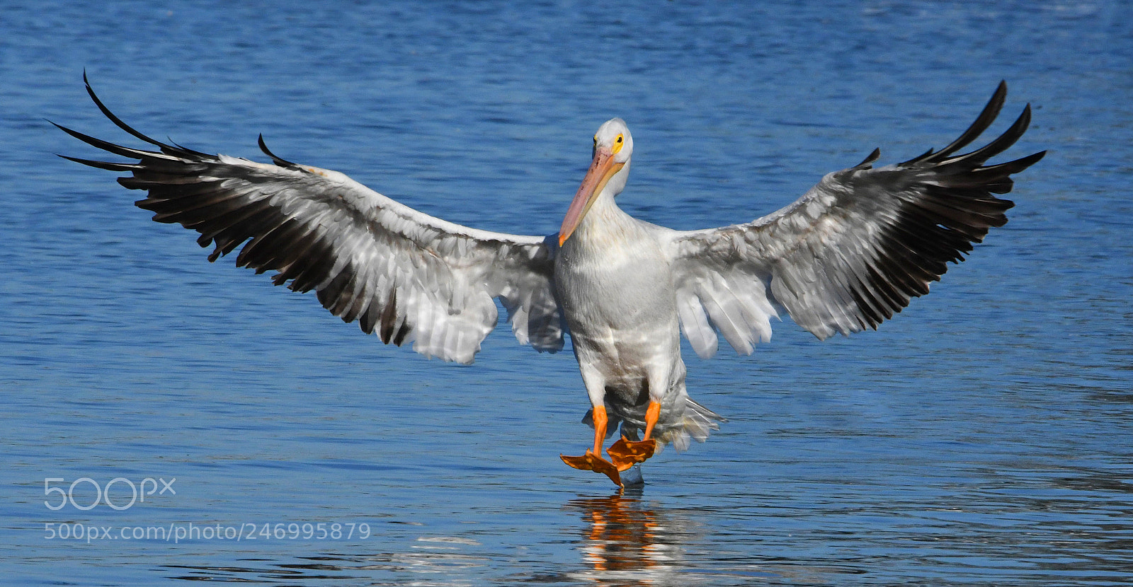 Nikon D500 sample photo. Perfect pelican landing photography