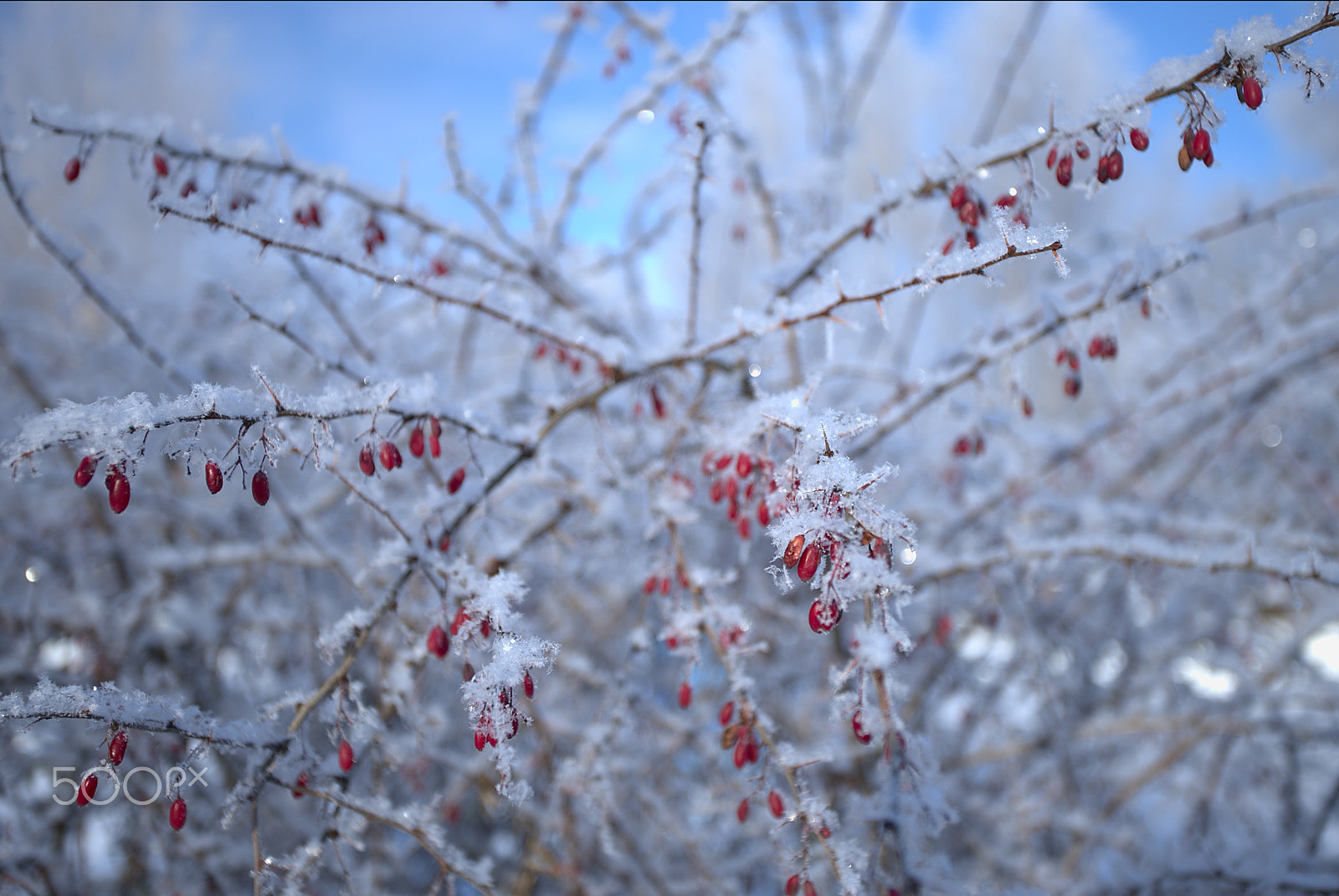 Canon EF 17-40mm F4L USM sample photo. Barberry photography