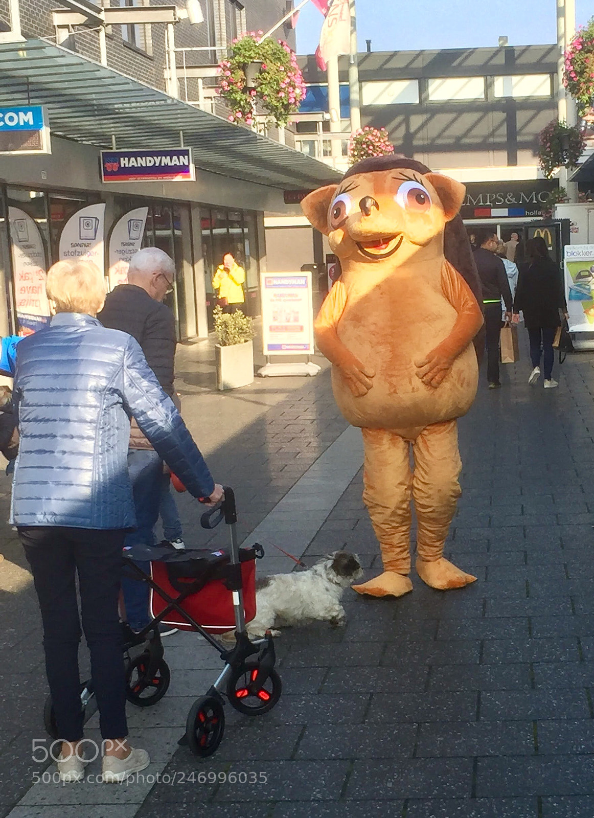 Apple iPhone 6 sample photo. A gigant hedgehog in photography