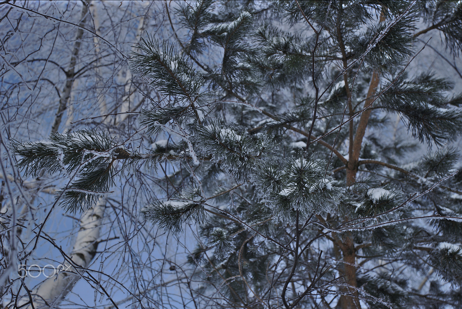 Canon EF 17-40mm F4L USM sample photo. Pine&birch photography