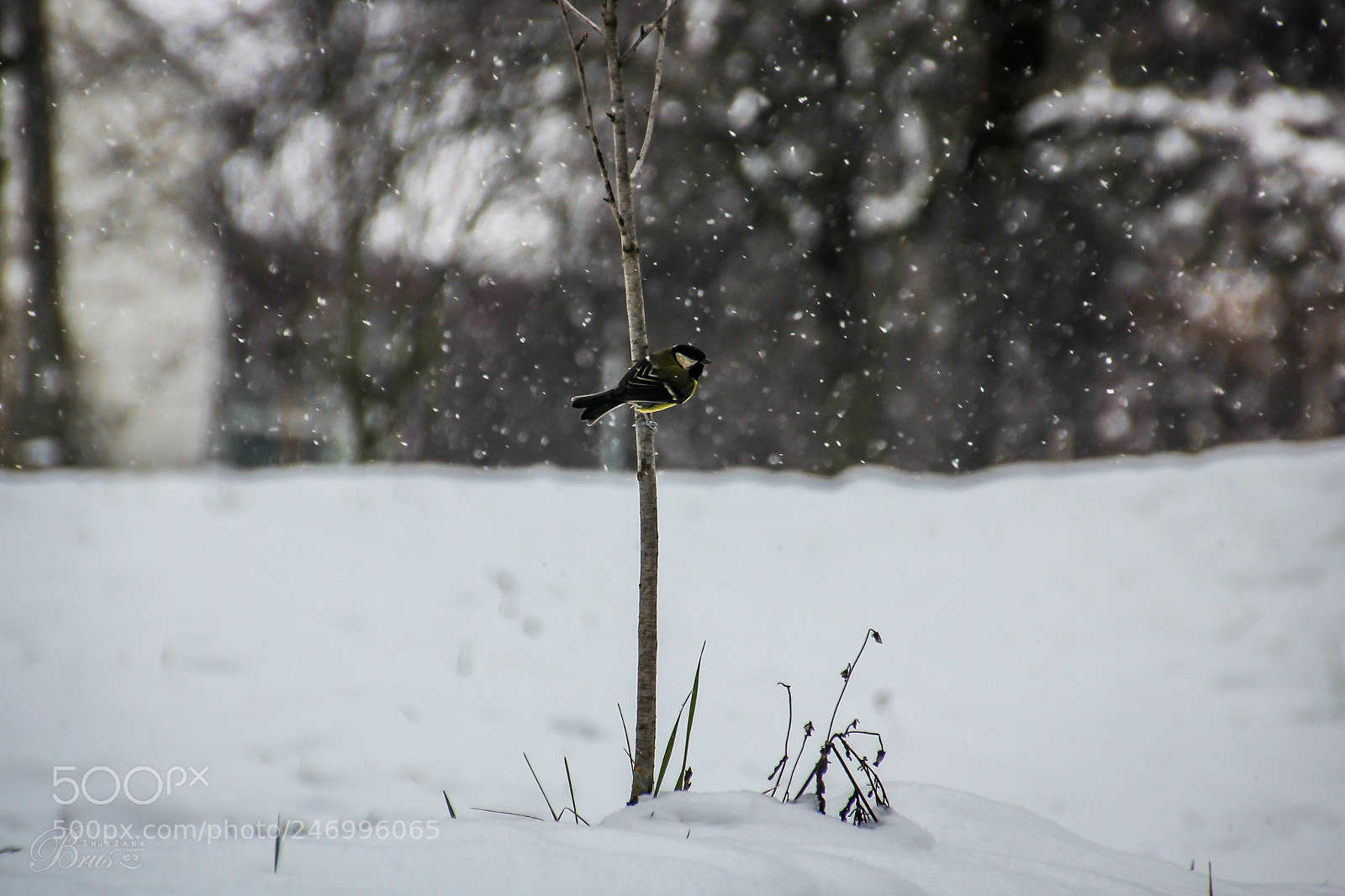 Canon EOS 550D (EOS Rebel T2i / EOS Kiss X4) sample photo. Tit bird <3 photography