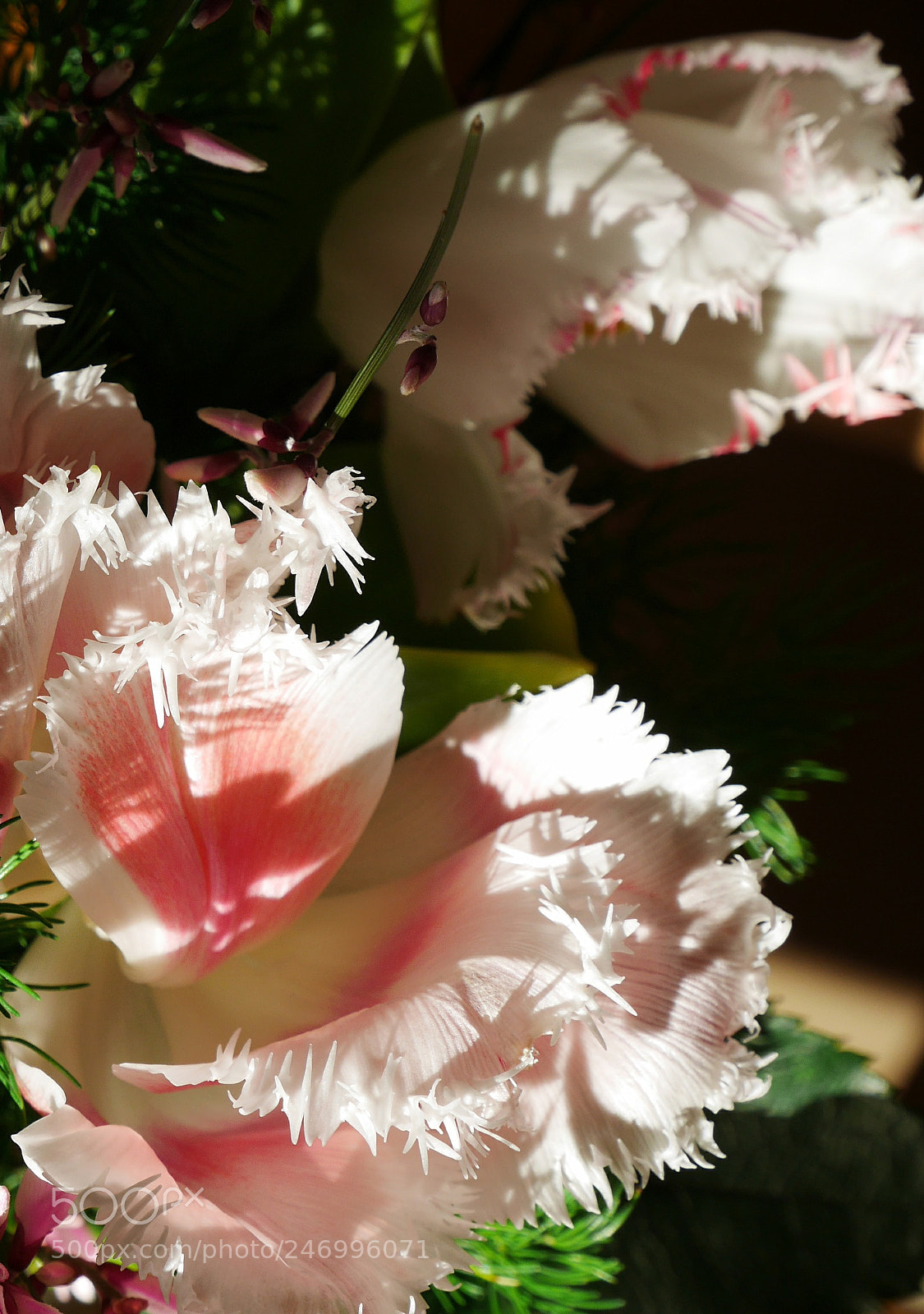 Panasonic Lumix DMC-GF7 sample photo. Tulips photography