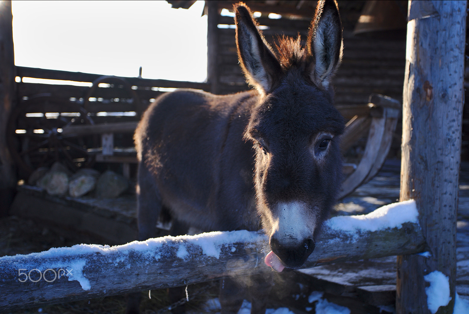 Canon EF 17-40mm F4L USM sample photo. Donkey ( : photography
