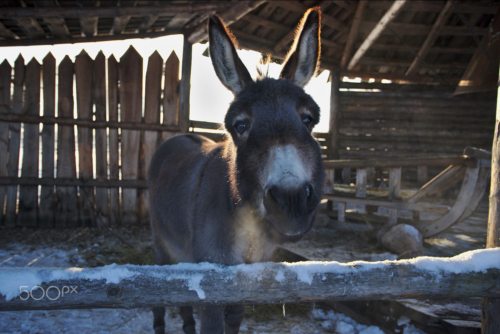 Canon EF 17-40mm F4L USM sample photo. Burro photography