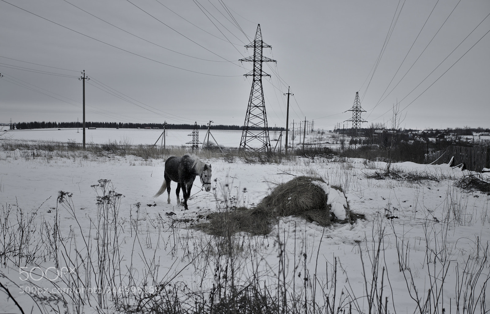 Canon EOS 6D Mark II sample photo. Lonely horse photography