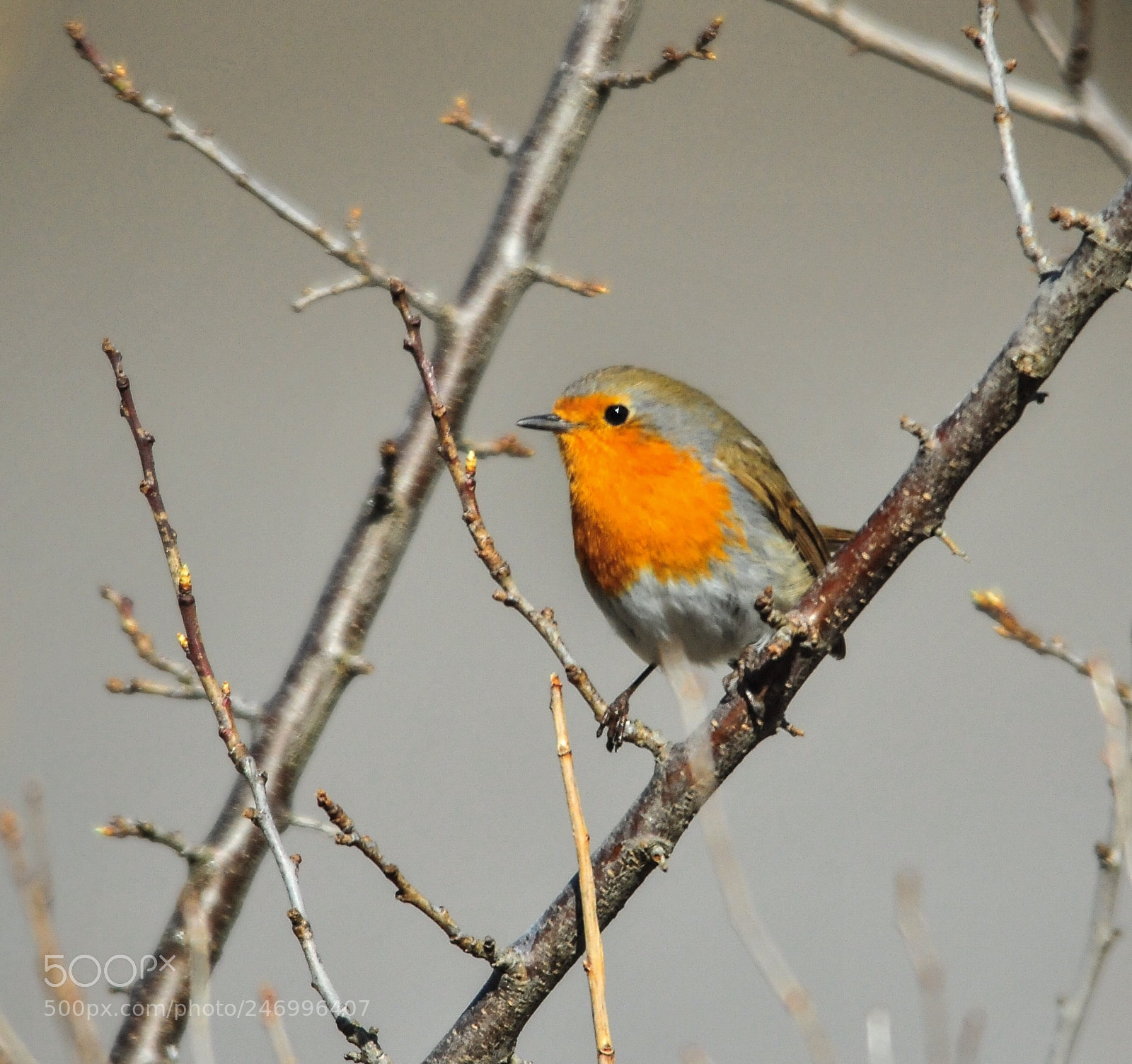 Nikon D300S sample photo. Robin photography