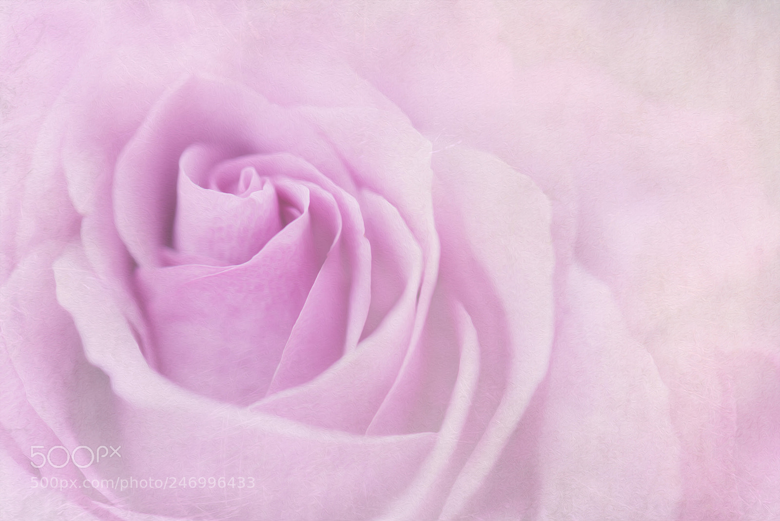 Nikon D610 sample photo. Rose. photography