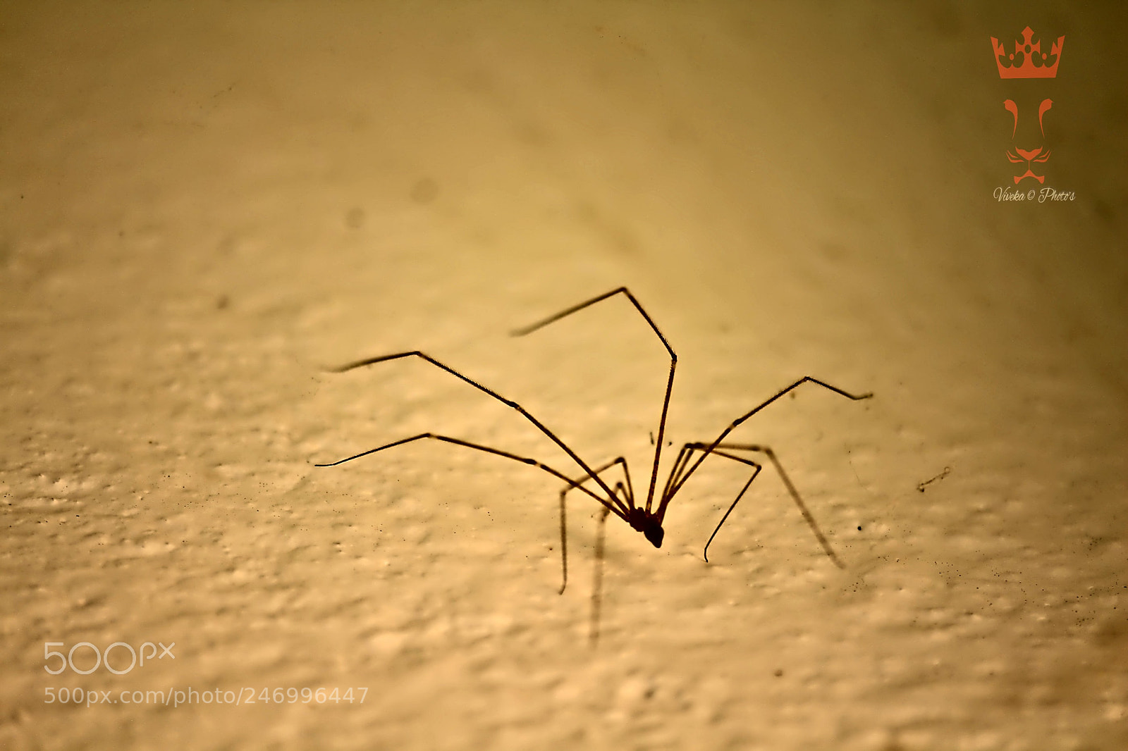 Canon EOS 1300D (EOS Rebel T6 / EOS Kiss X80) sample photo. Spider photography