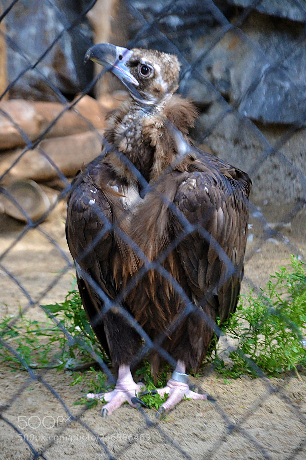 Nikon D3100 sample photo. Grif, novosibirsk zoo photography