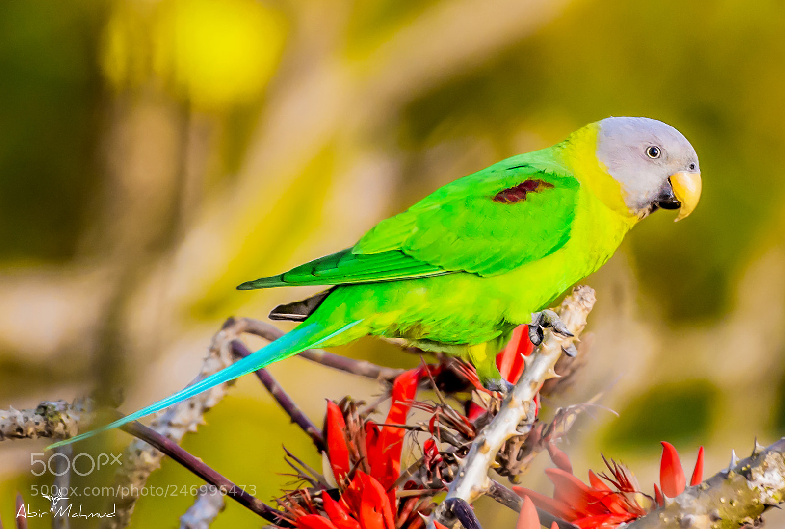 Nikon D7100 sample photo. :: plum-headed parakeet (female) :: photography