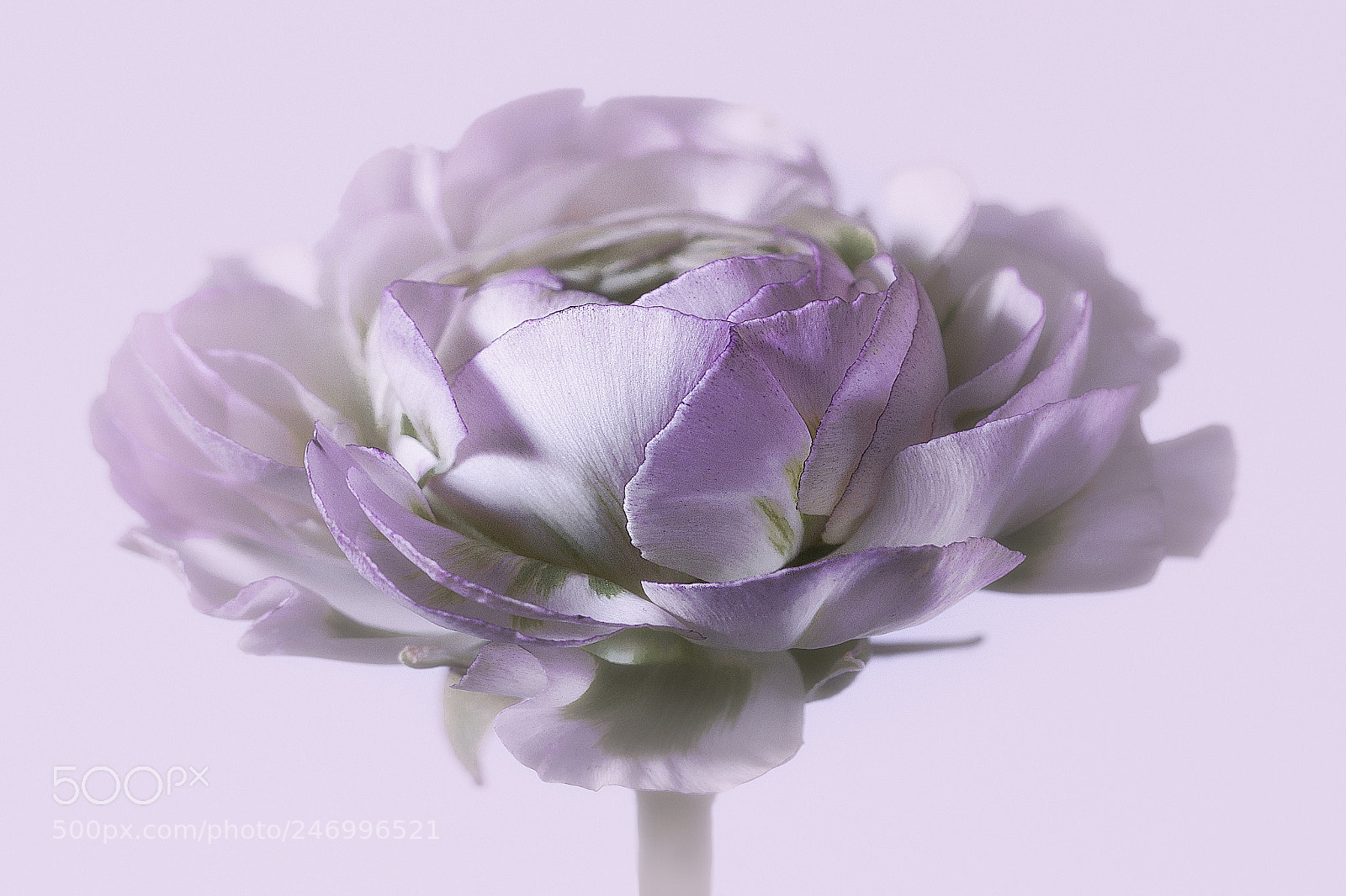 Canon EOS 60D sample photo. Ranunculus photography