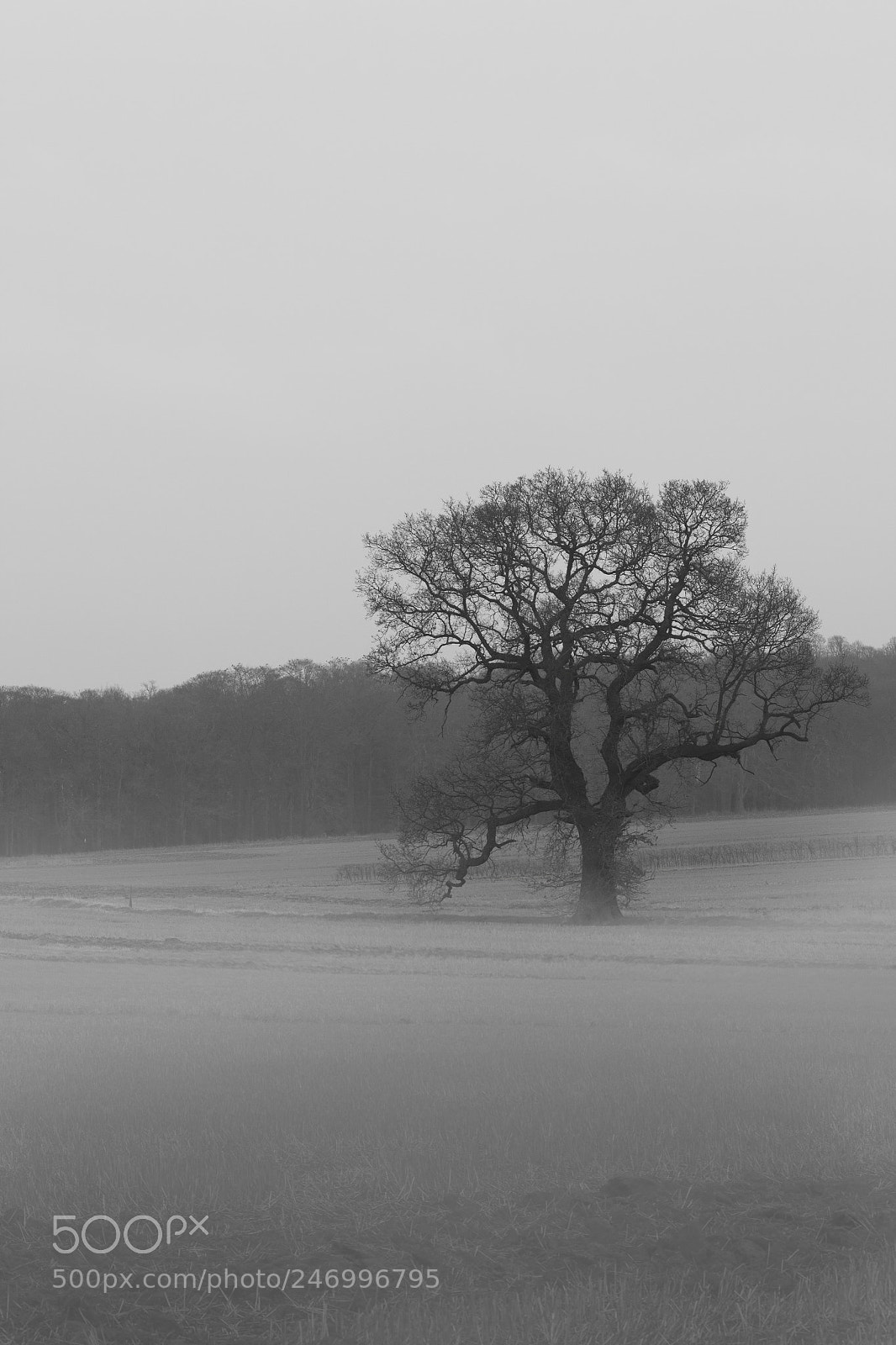 Canon EOS 60D sample photo. The lonely tree photography