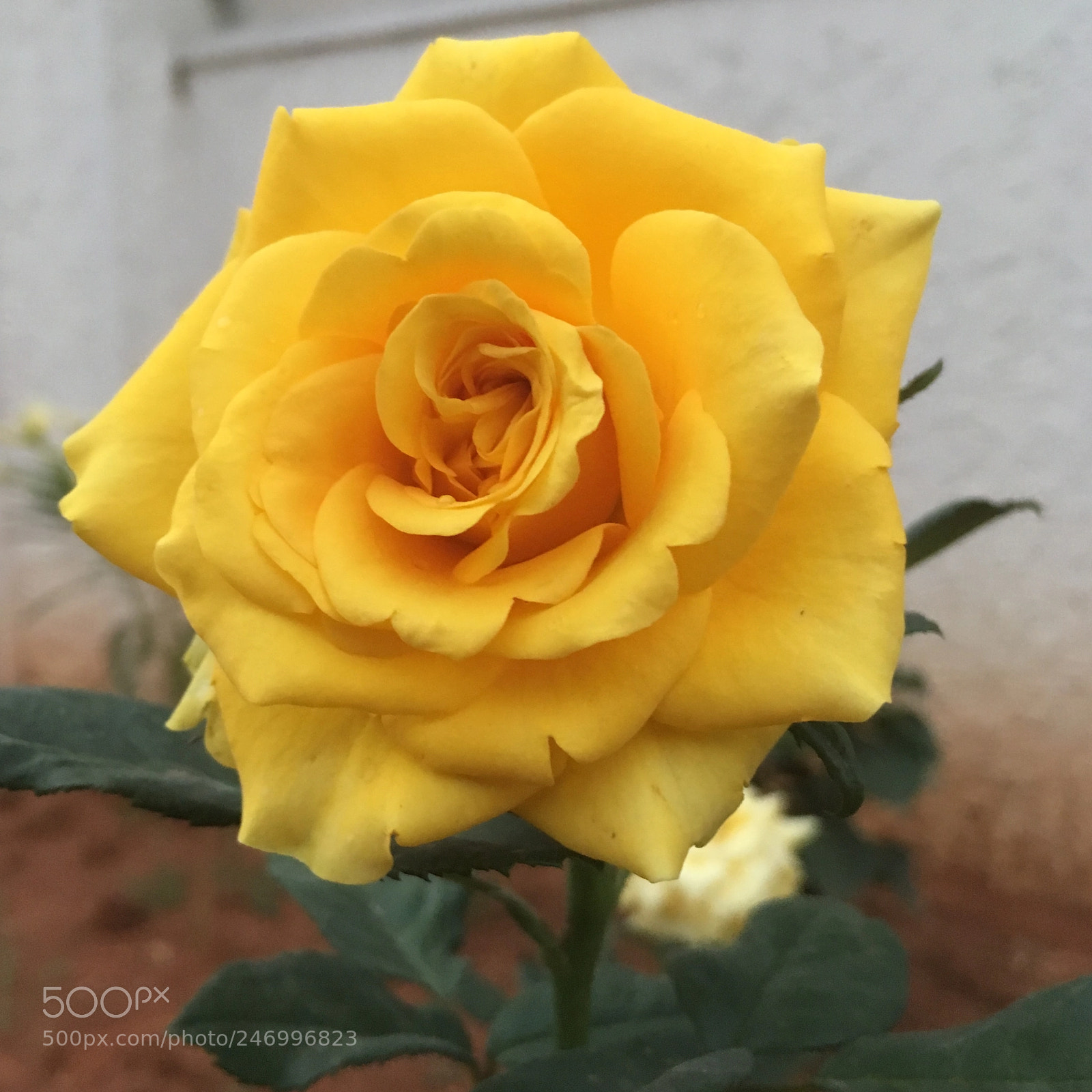 Apple iPhone SE sample photo. Roses from my garden photography