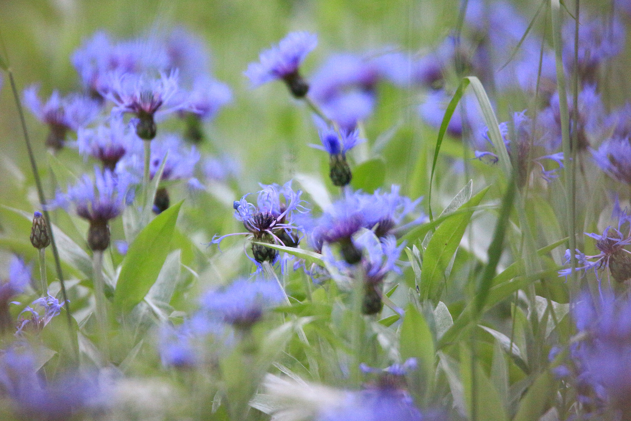 Tamron SP 150-600mm F5-6.3 Di VC USD sample photo
