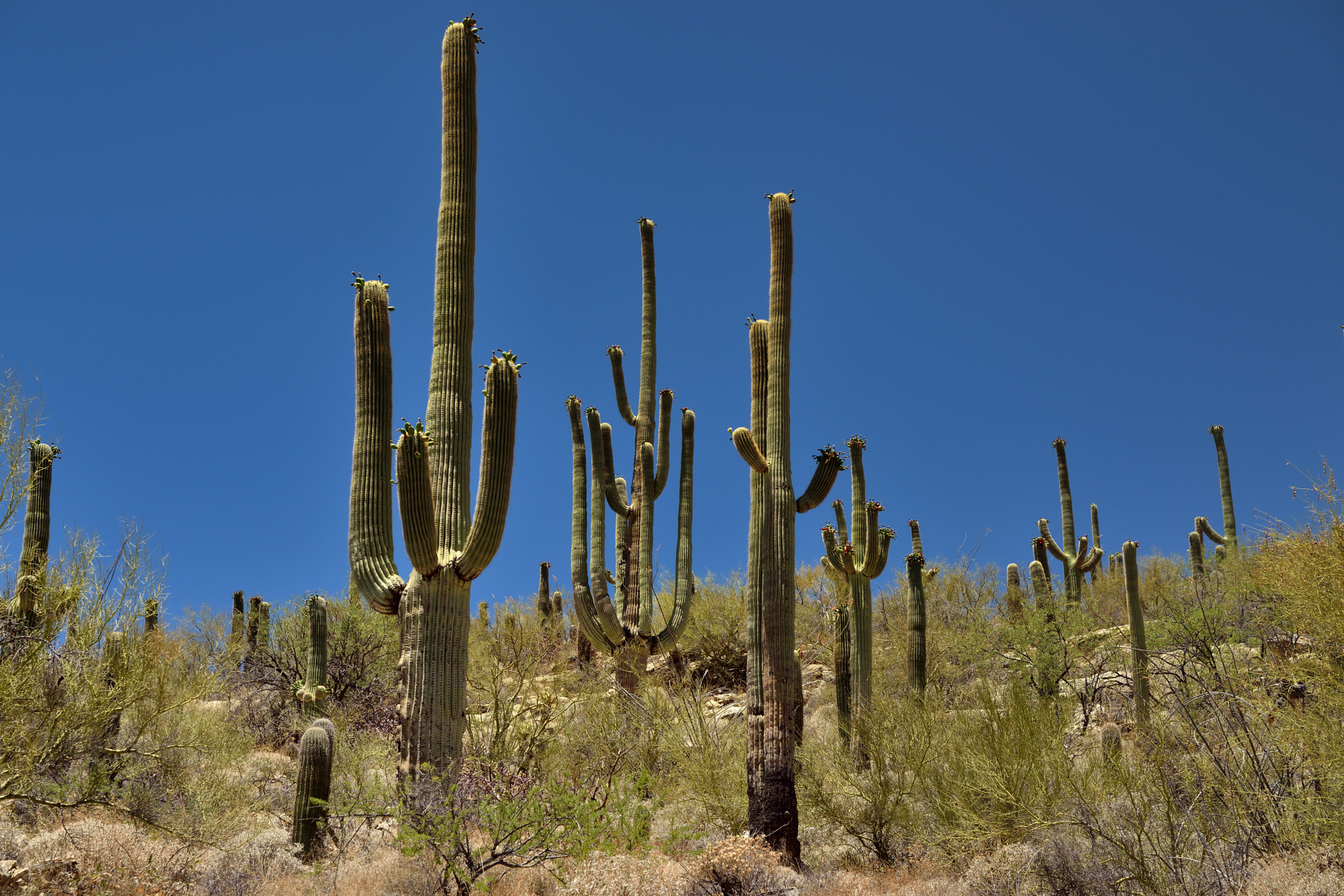 Nikon D800E + Nikon AF-S Nikkor 24-120mm F4G ED VR sample photo. Many arms of saguaro cactus photography