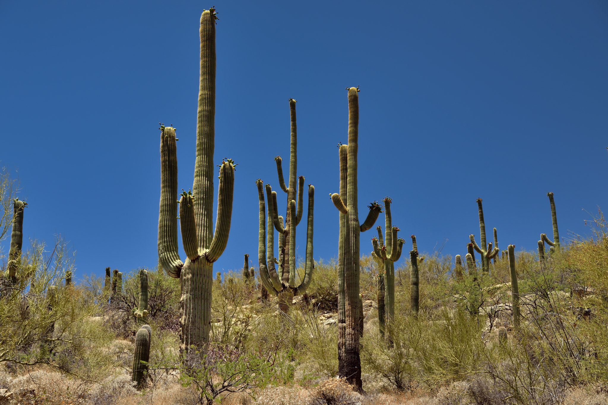 Nikon AF-S Nikkor 24-120mm F4G ED VR sample photo. Many arms of saguaro cactus photography