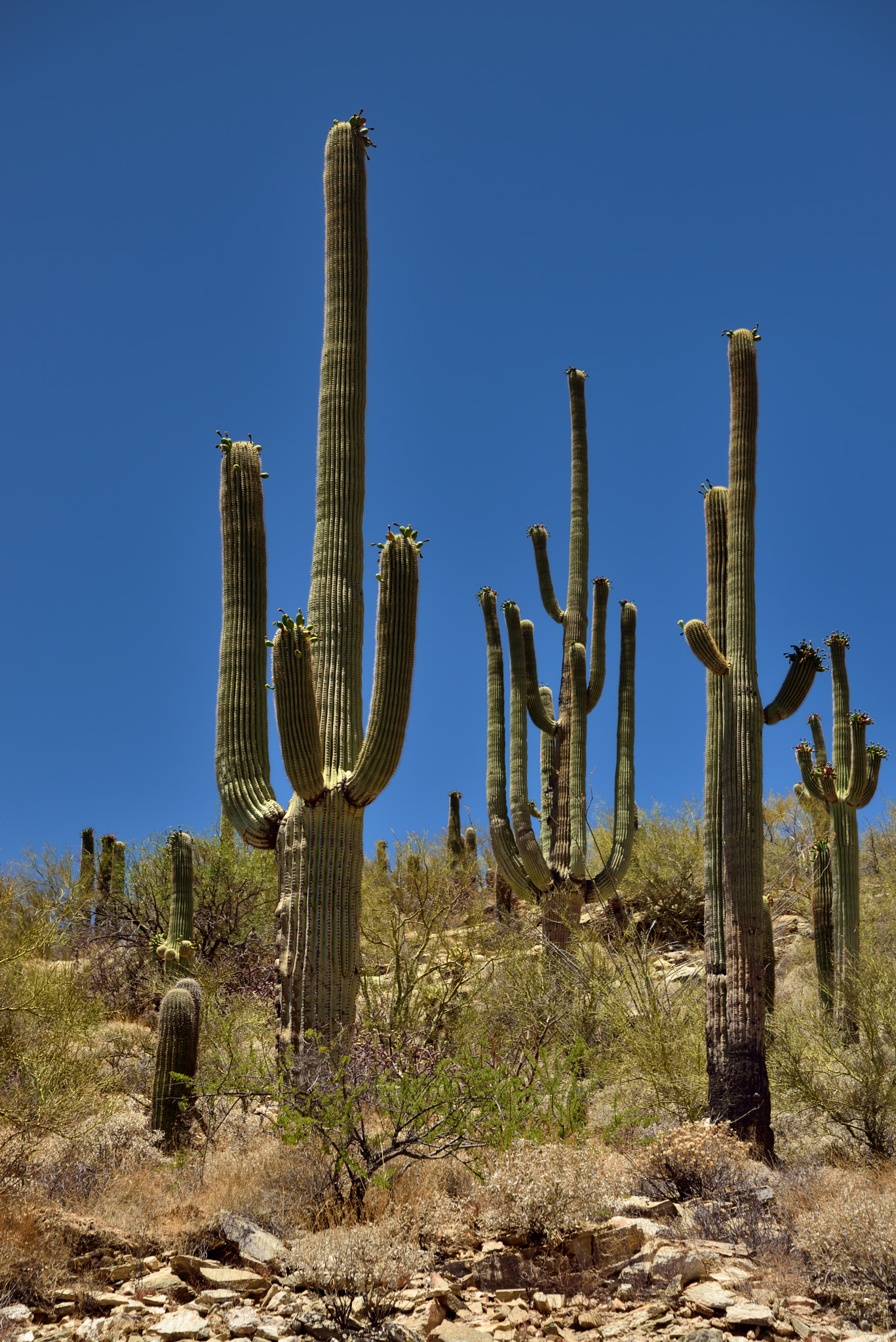 Nikon D800E + Nikon AF-S Nikkor 24-120mm F4G ED VR sample photo. Many arms of saguaro cactus (portrait orientation) photography