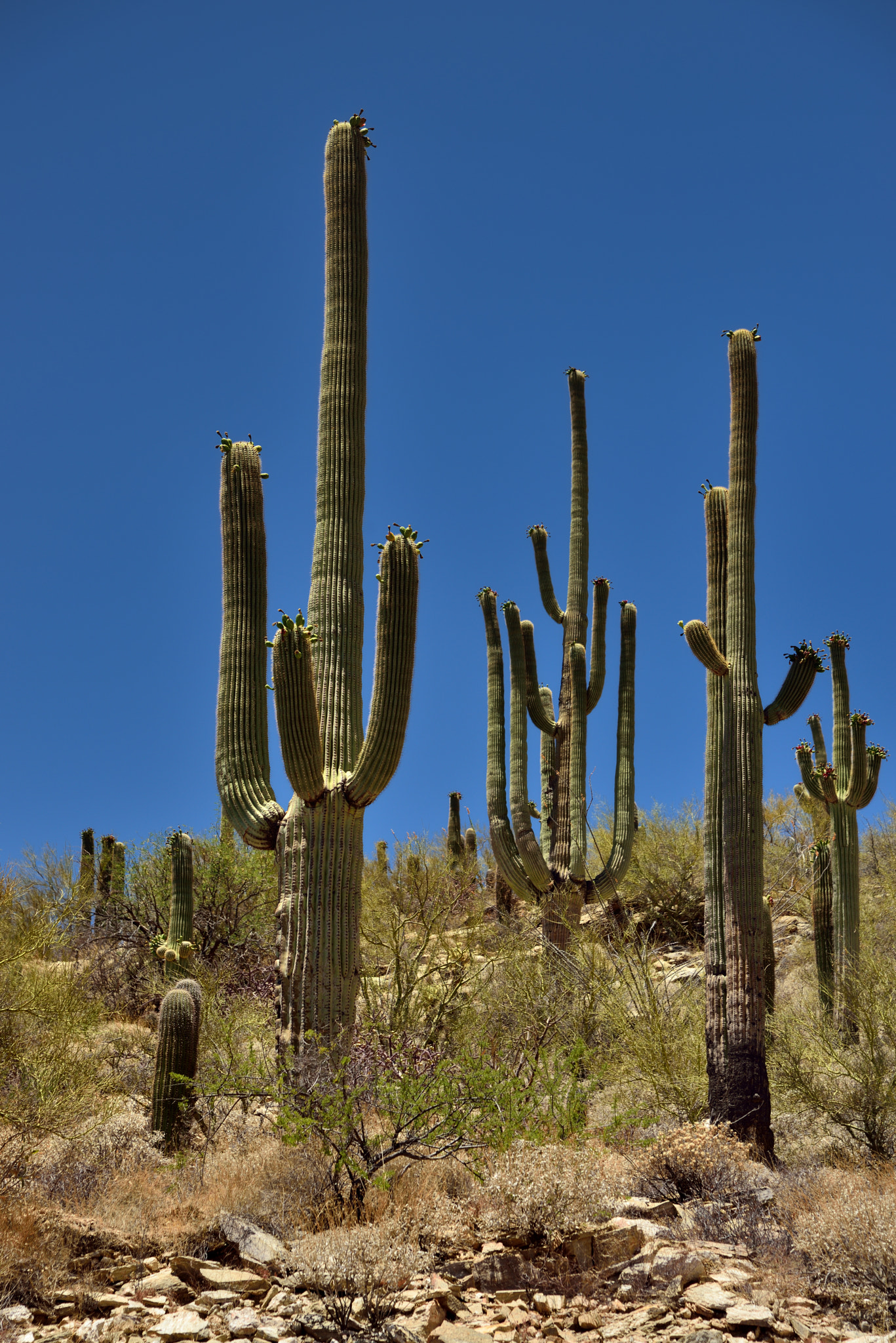 Nikon AF-S Nikkor 24-120mm F4G ED VR sample photo. Many arms of saguaro cactus (portrait orientation) photography