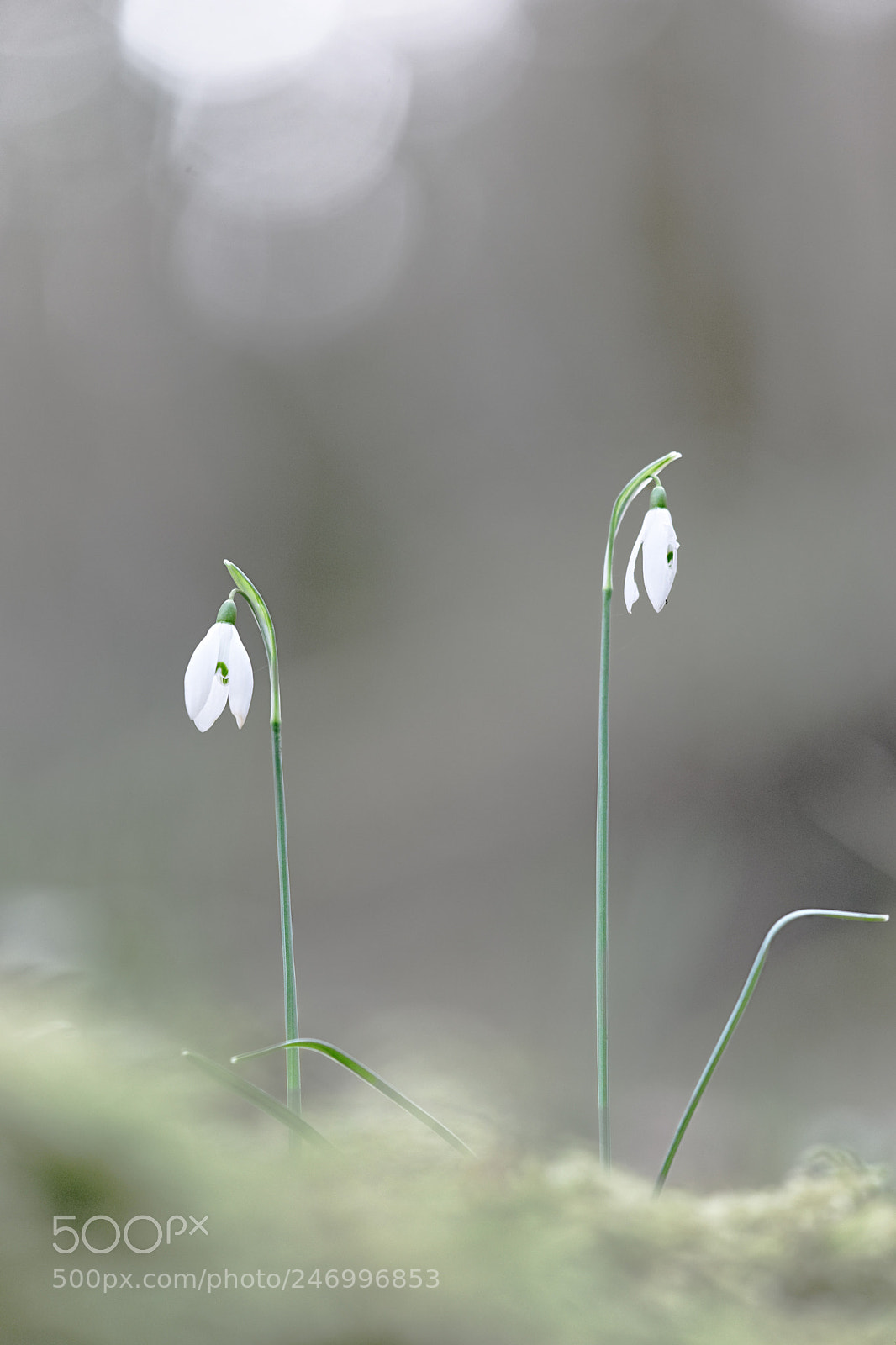 Canon EOS 5D sample photo. Perces neige photography