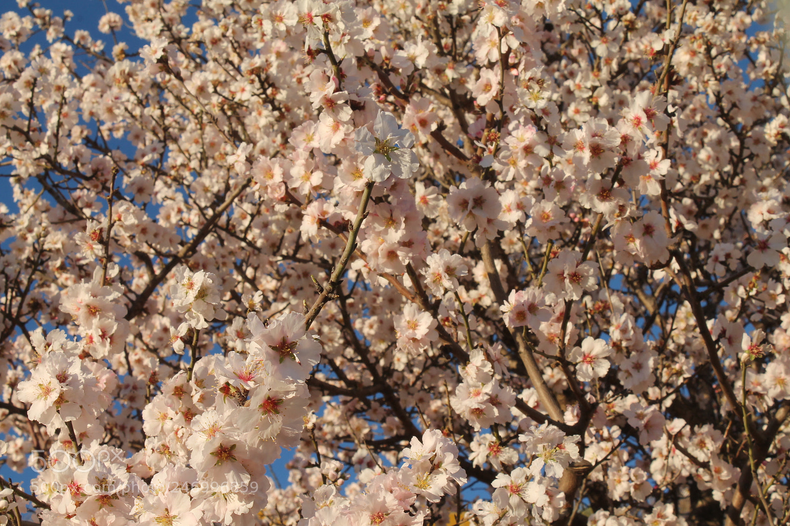 Canon EOS 1100D (EOS Rebel T3 / EOS Kiss X50) sample photo. The only one photography