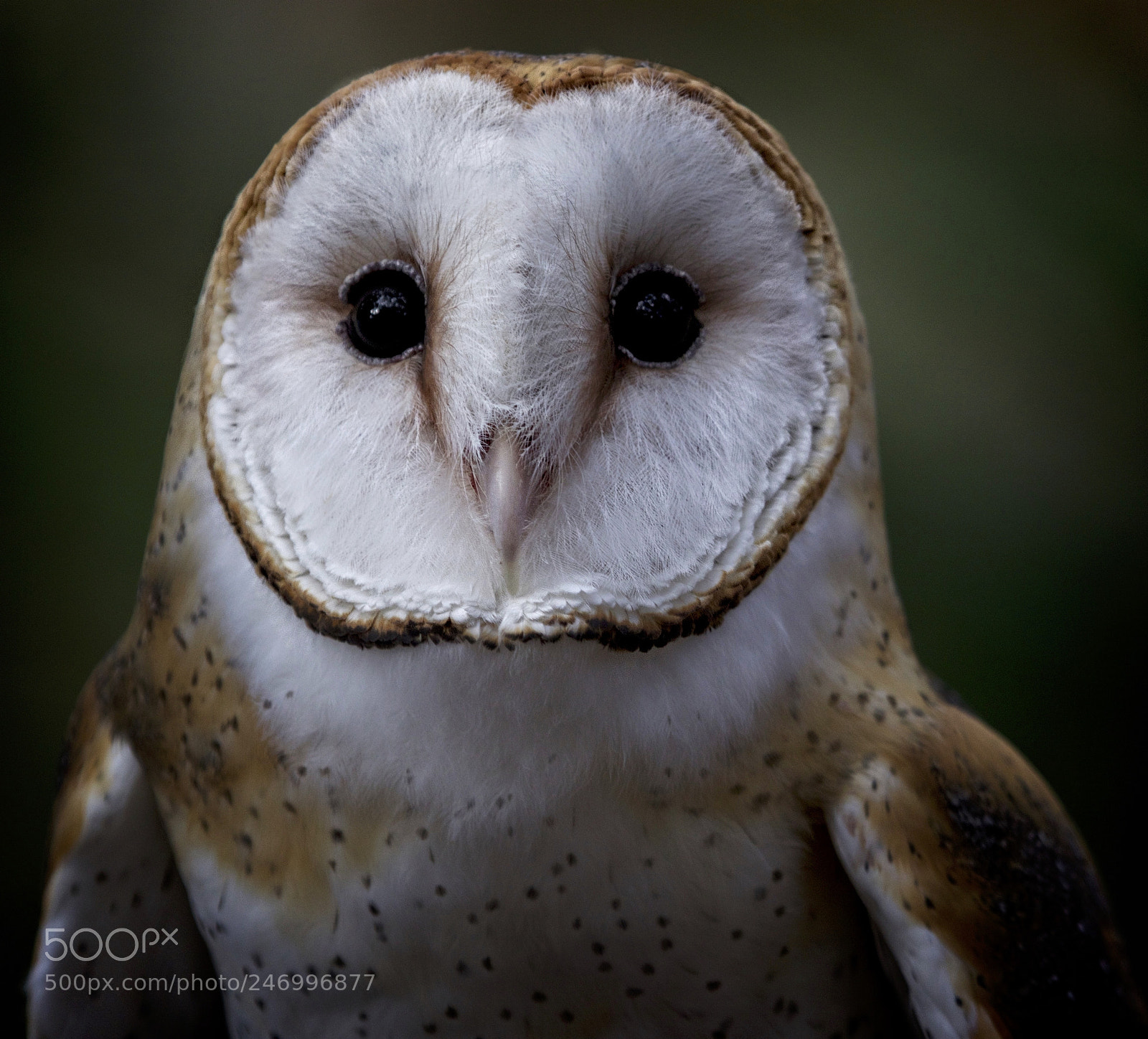 Canon EOS 7D Mark II sample photo. Barn owl portrait photography