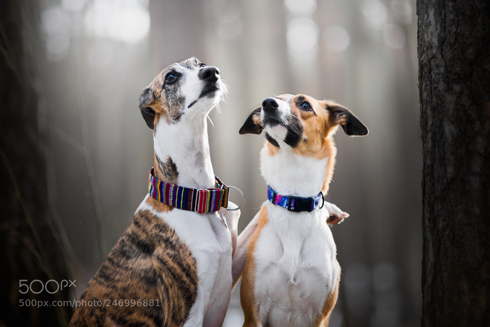 Nikon D610 sample photo. Brothers photography