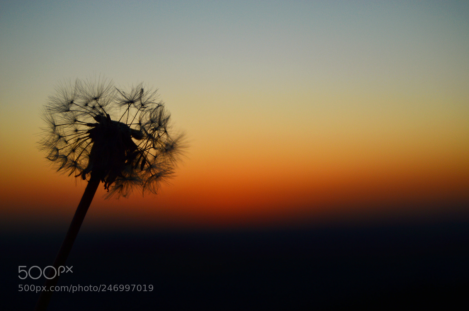 Nikon D3200 sample photo. Dandelion against a stunning photography