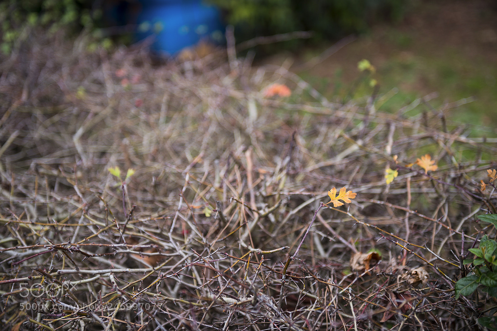 Nikon Df sample photo. Leave photography