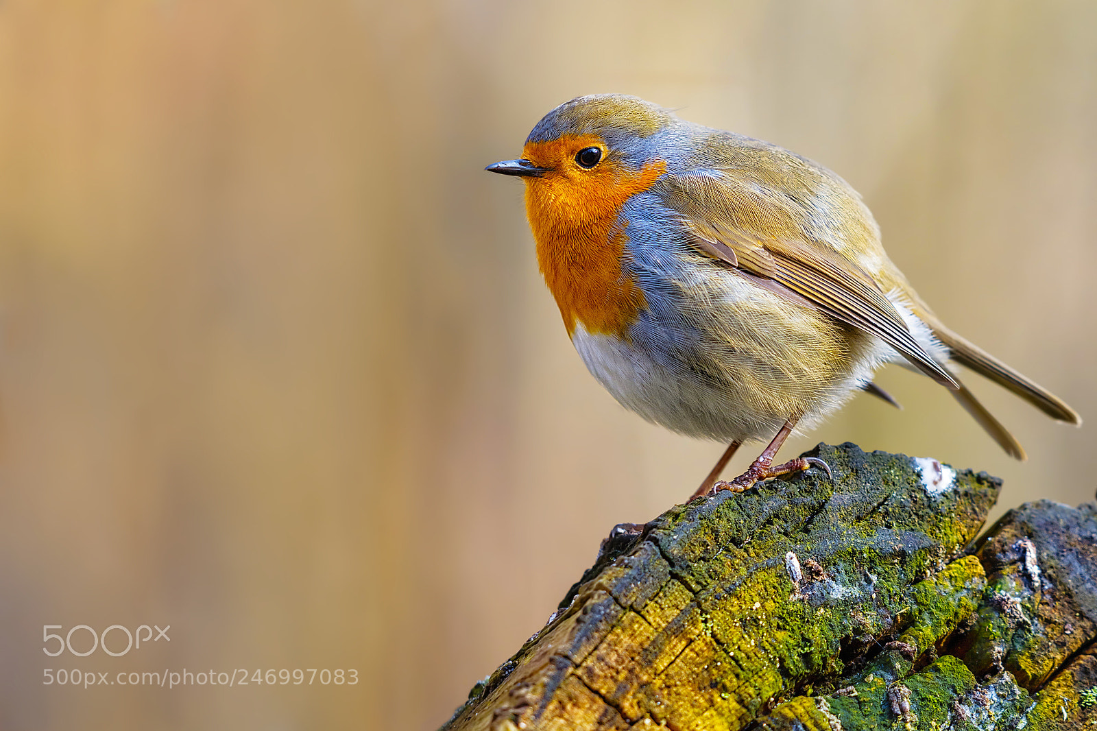 Canon EOS 60D sample photo. Robin (20789) photography