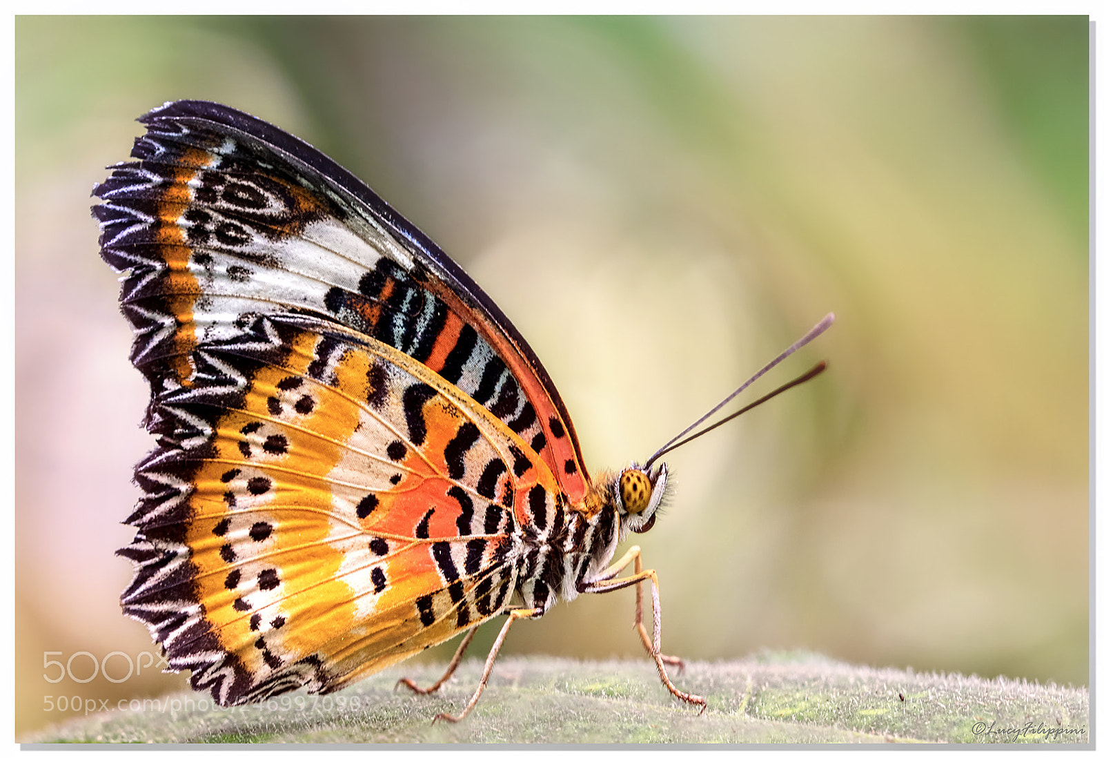 Olympus OM-D E-M1 sample photo. Cethosia.. photography