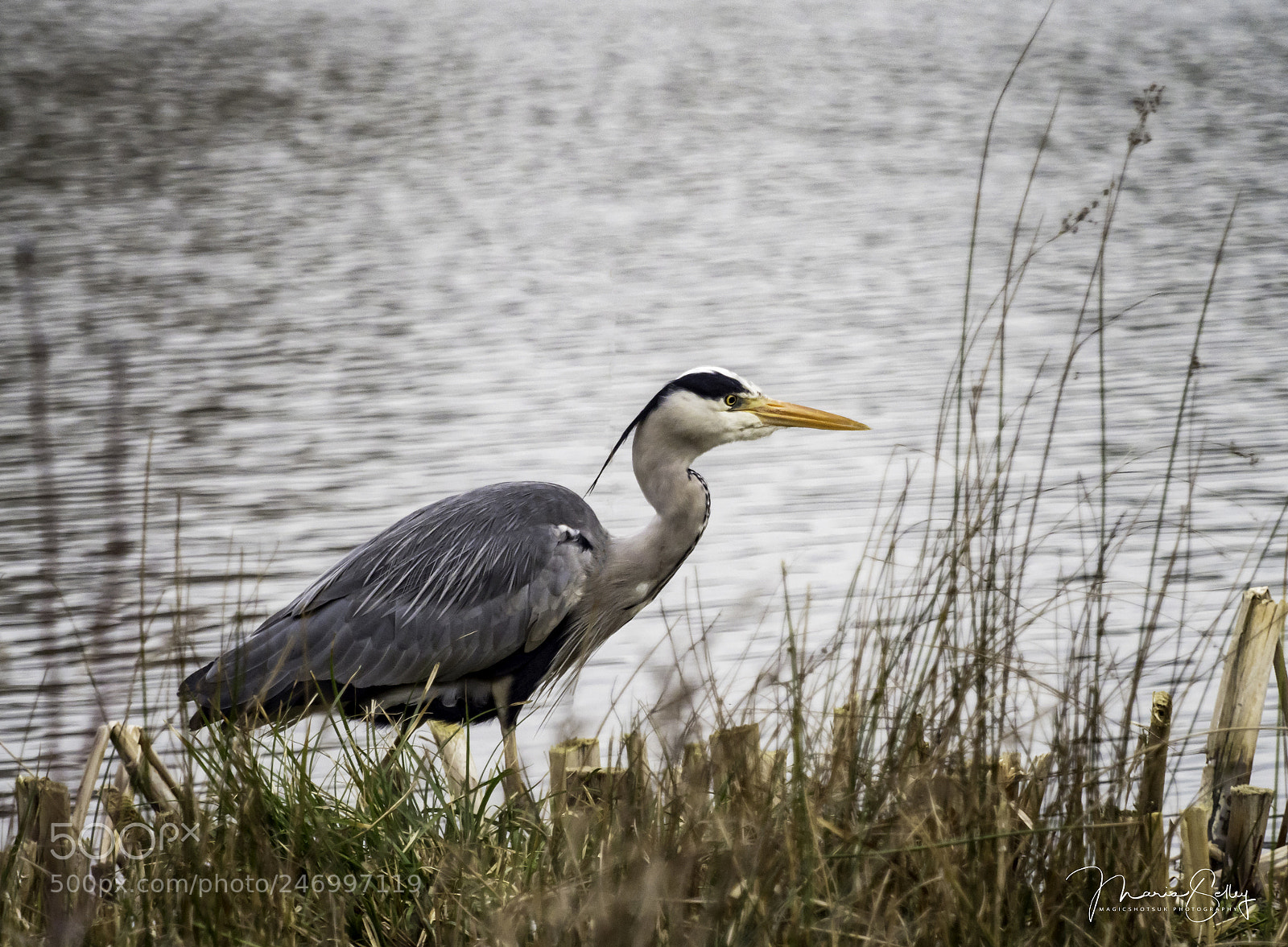 Olympus OM-D E-M1 Mark II sample photo. Fishing heron photography
