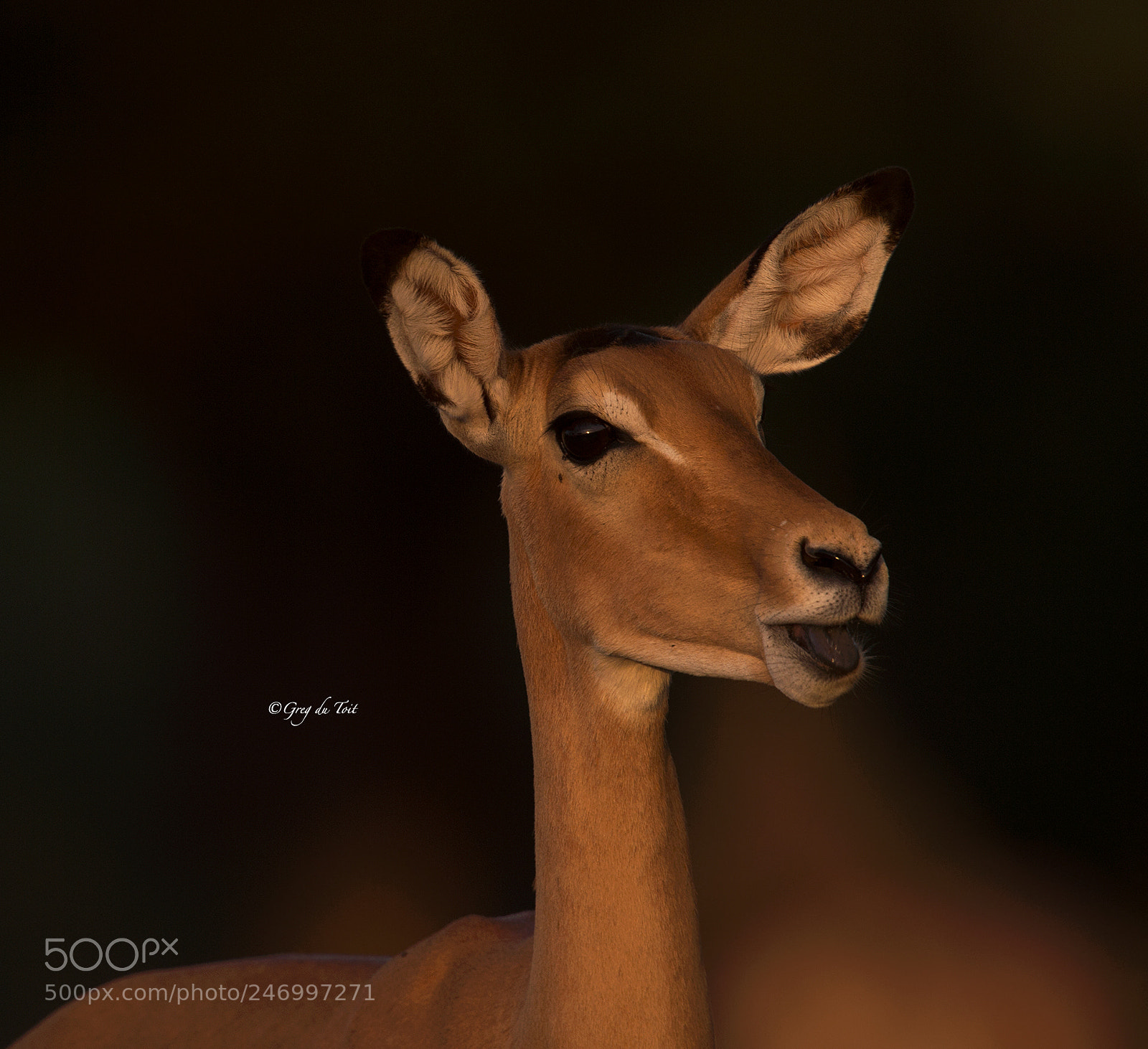 Nikon D4S sample photo. Impala portrait | impala lamb photography