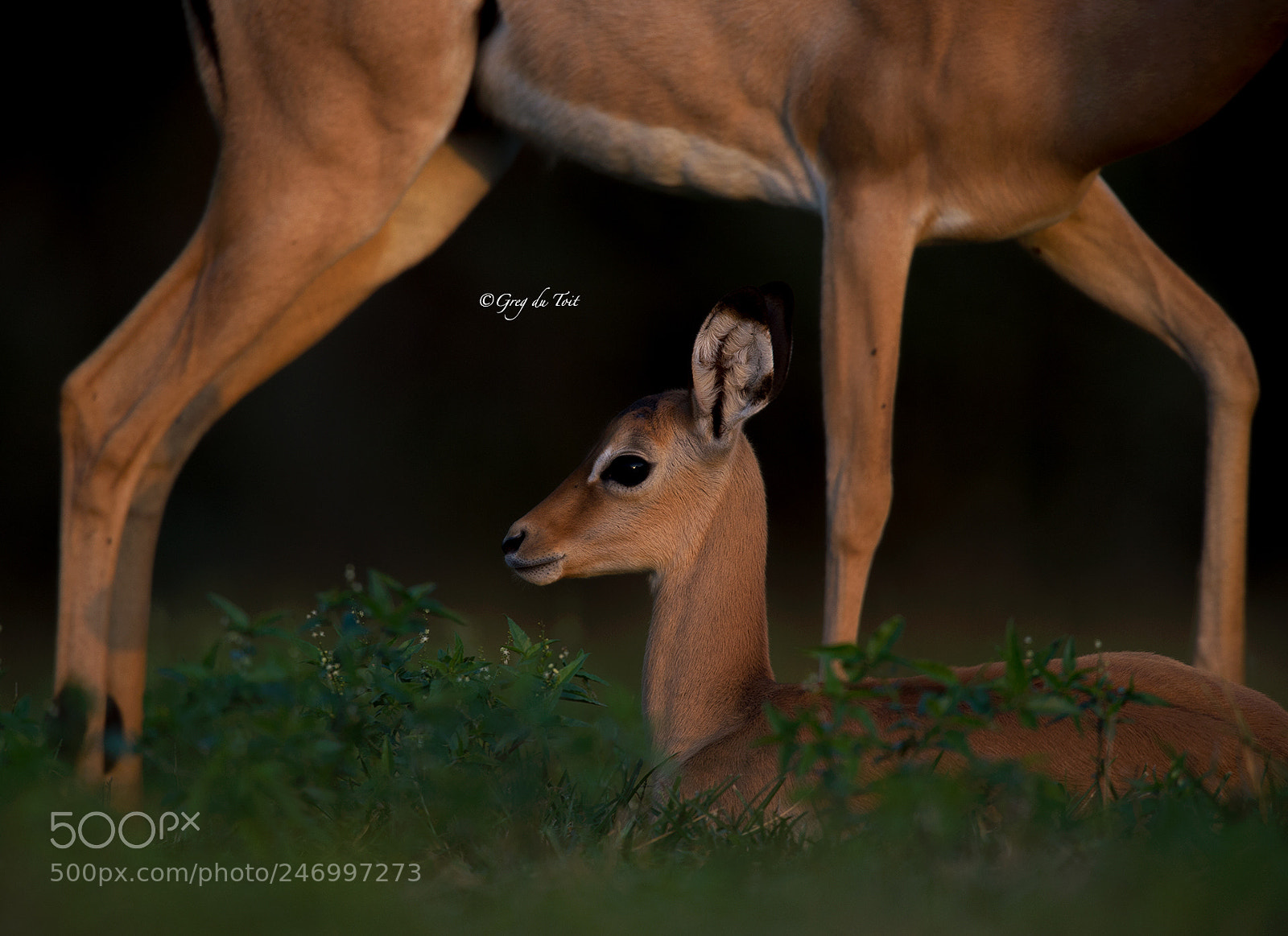 Nikon D4S sample photo. Impala portrait | impala lamb photography