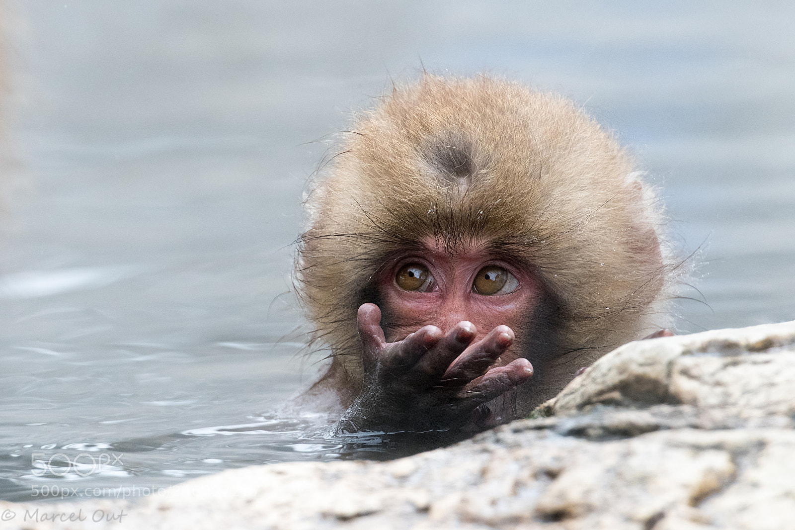 Nikon D500 sample photo. Young japanese macaque photography