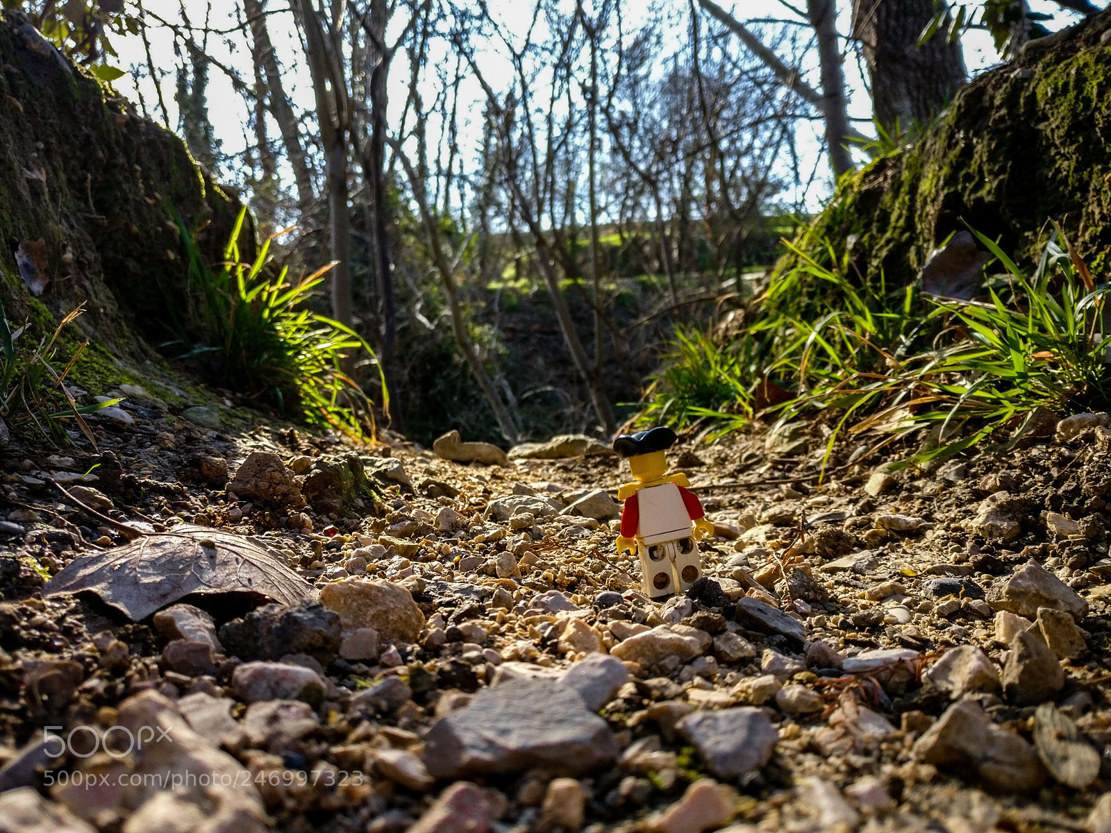 OnePlus A3003 sample photo. Into the wilderness photography