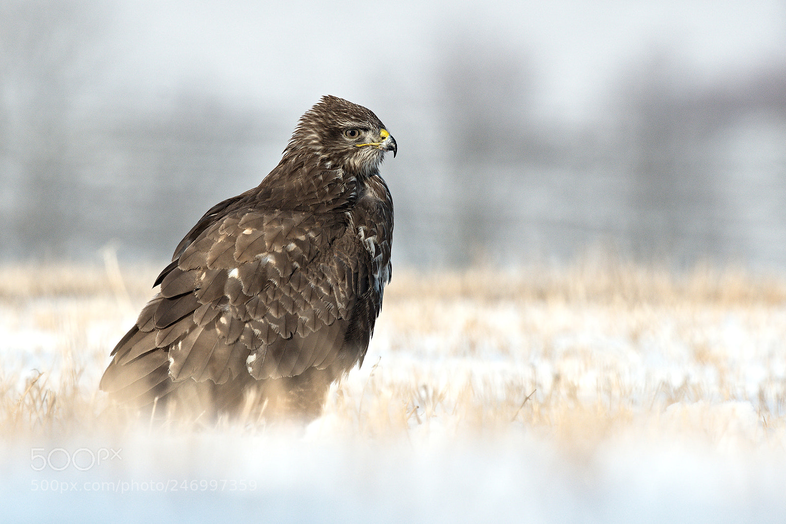 Nikon D500 sample photo. Buzzard photography