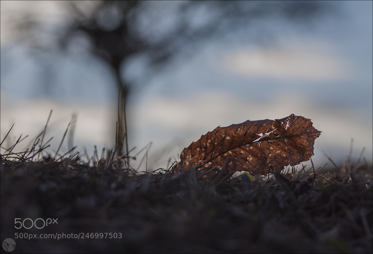 Canon EOS 50D sample photo. Untitled photography