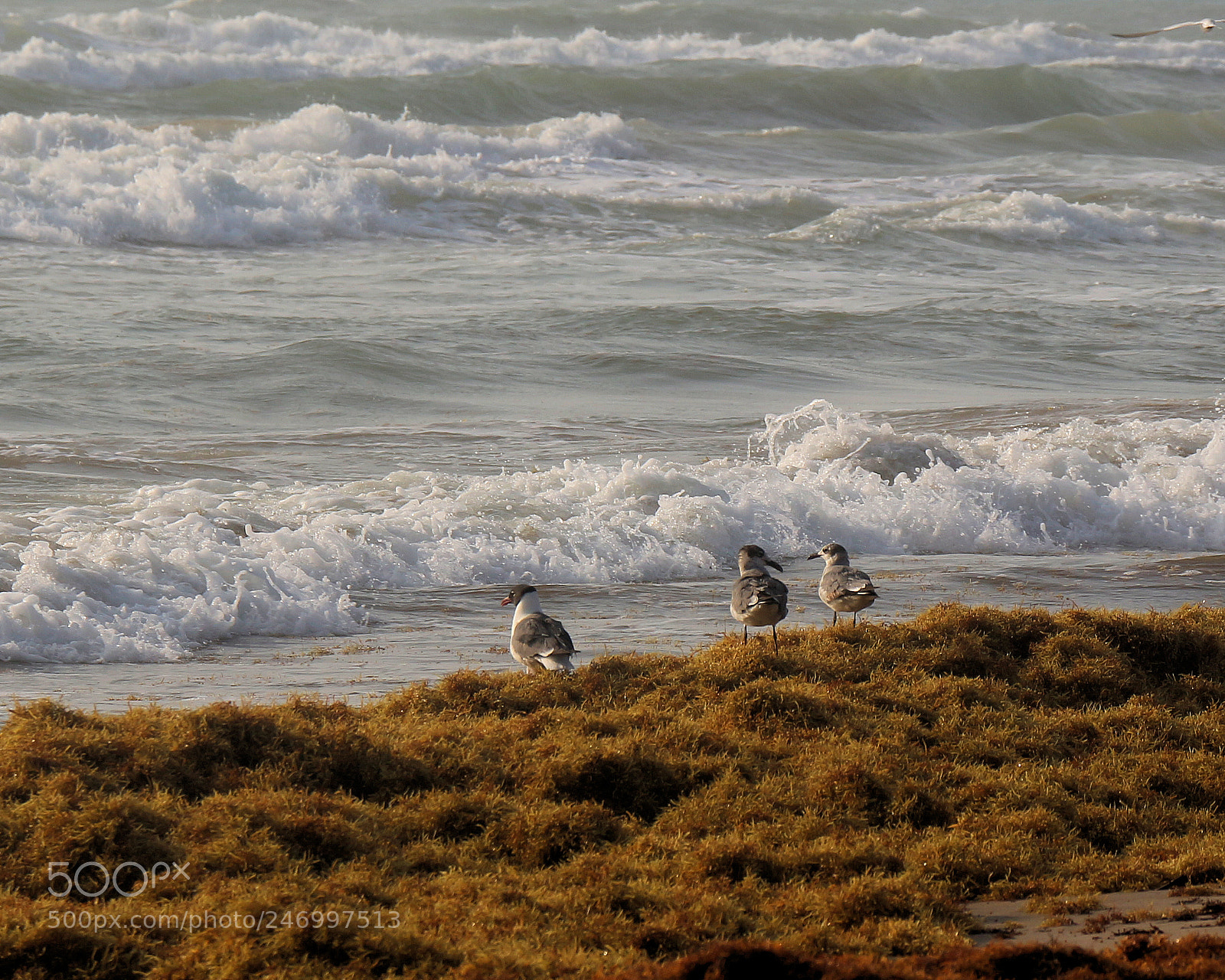 Canon EOS 700D (EOS Rebel T5i / EOS Kiss X7i) sample photo. Morning surf watching photography