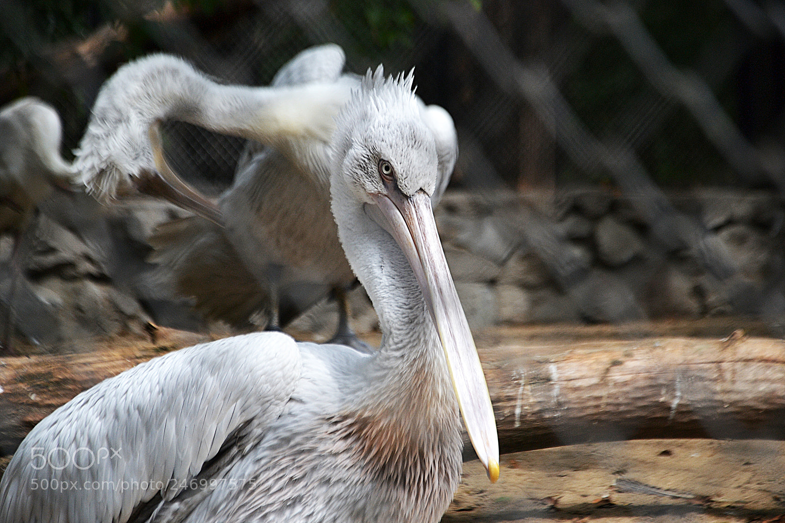 Nikon D3100 sample photo. Dalmatian pelican photography