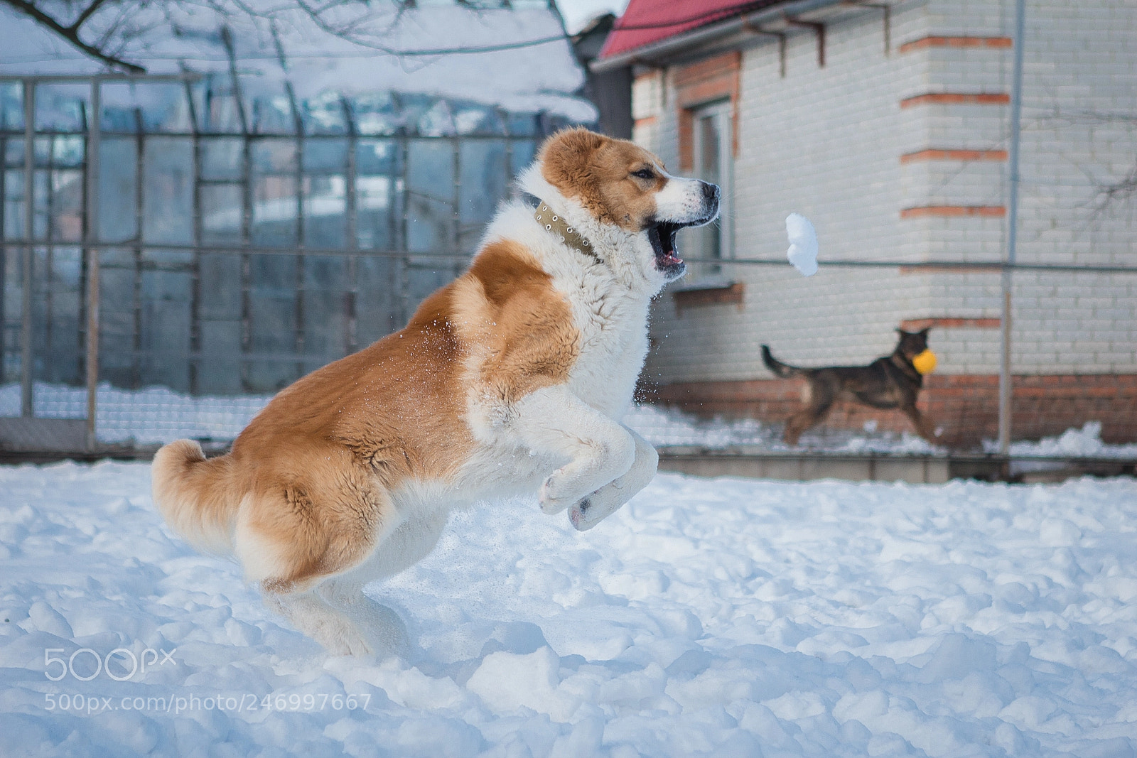 Canon EOS 650D (EOS Rebel T4i / EOS Kiss X6i) sample photo. Dog photography