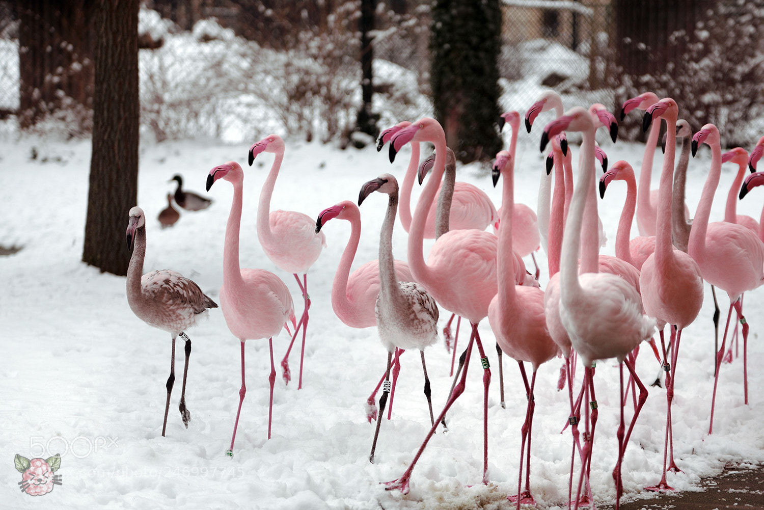 Nikon D610 sample photo. Flamingos photography