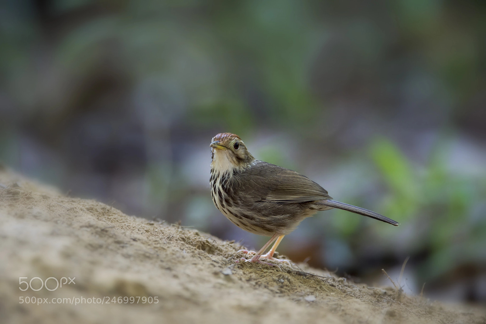 Nikon D4 sample photo. Puff-throated babbler photography