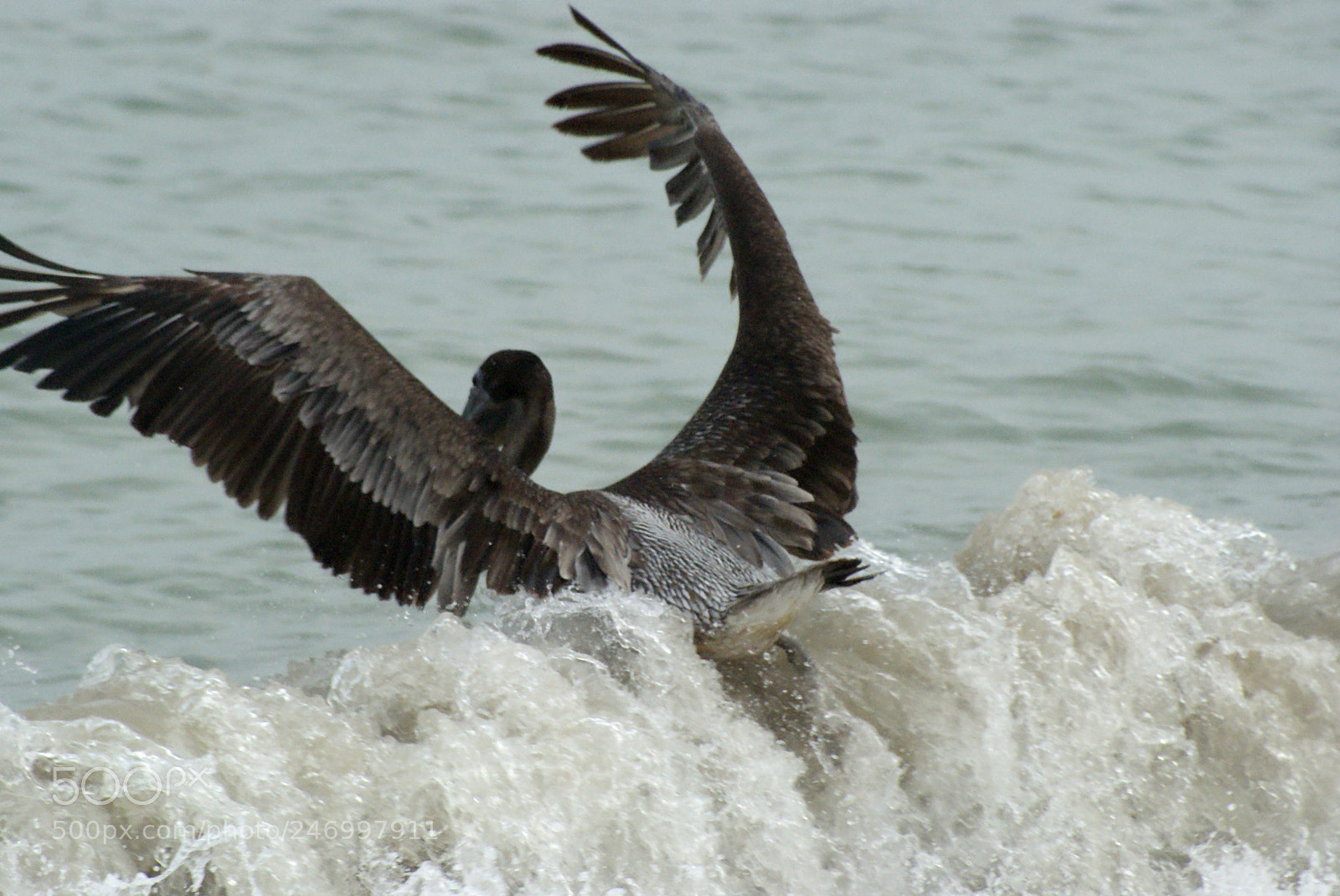 Sony Alpha DSLR-A330 sample photo. Una ma ana en photography