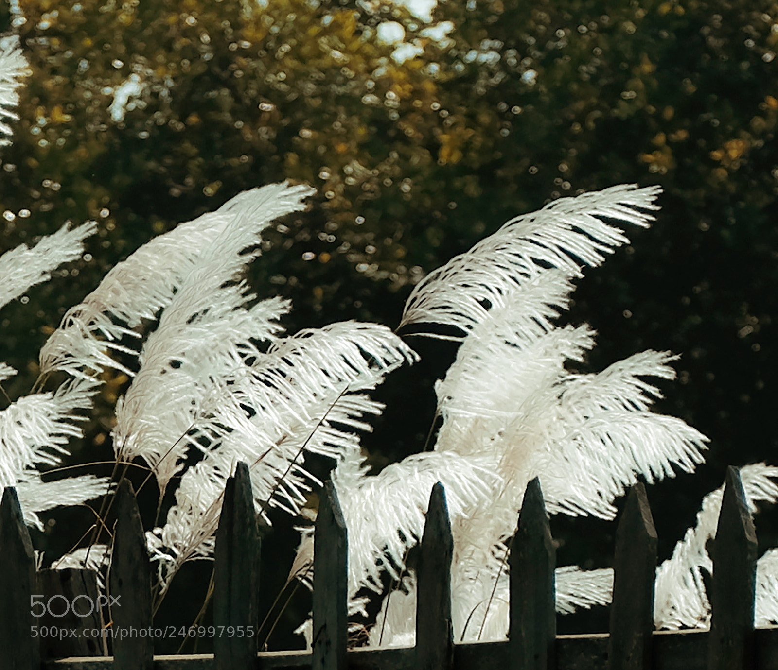 Fujifilm X-T1 sample photo. Dscf photography