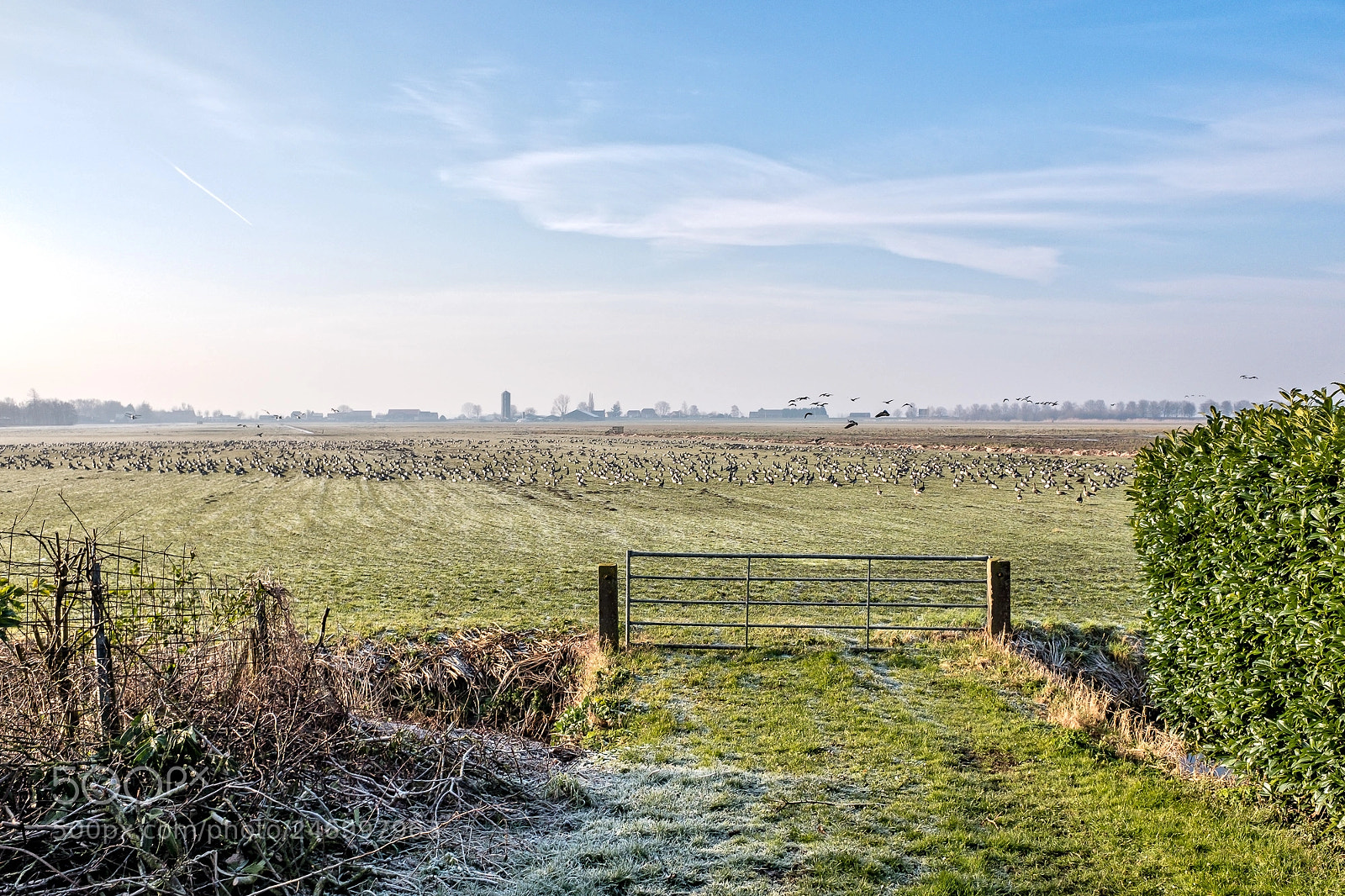 Fujifilm X70 sample photo. Geese in polder photography