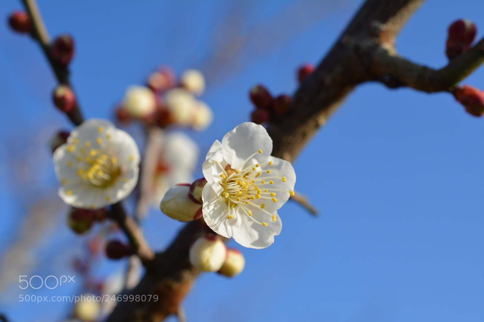 Nikon D5200 sample photo. White japanese ume flower photography