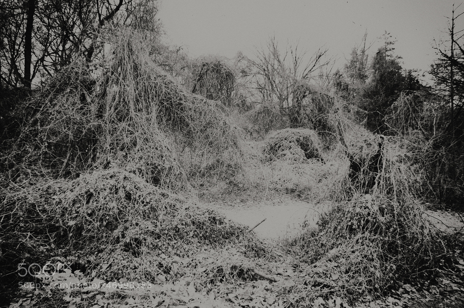 Nikon D5000 sample photo. Winter kudzu xiv photography